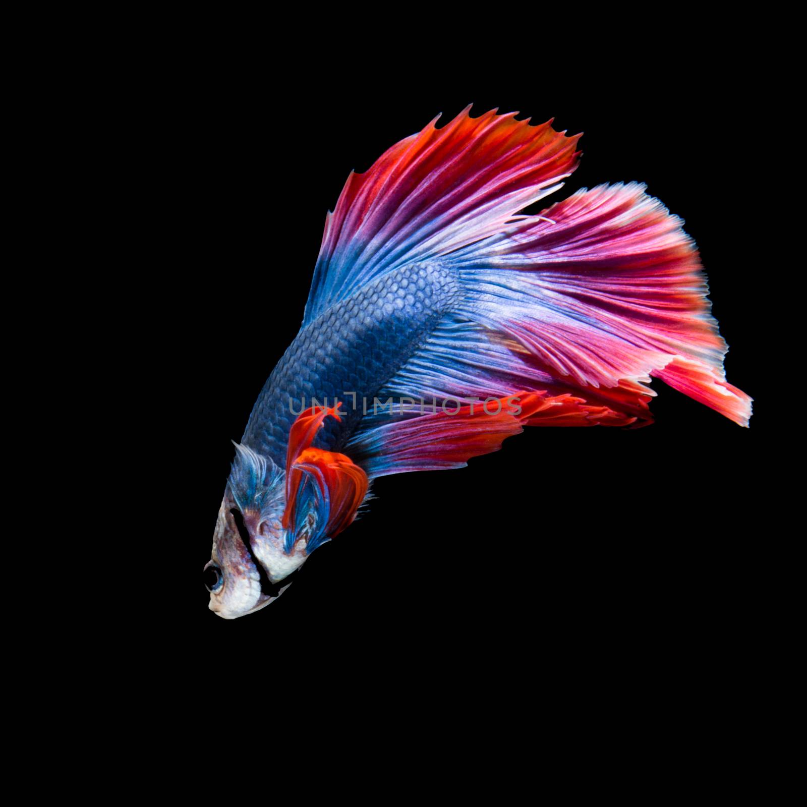 Red and blue siamese fighting fish, betta fish, half moon tail profile, on black background