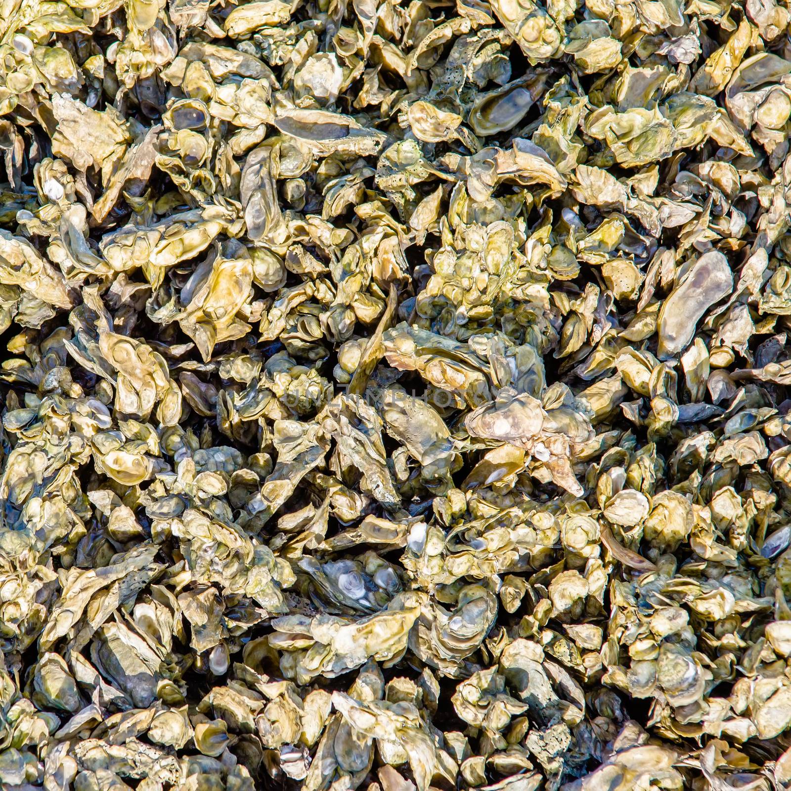 colony of seashell mussels on a hunting island  beach
