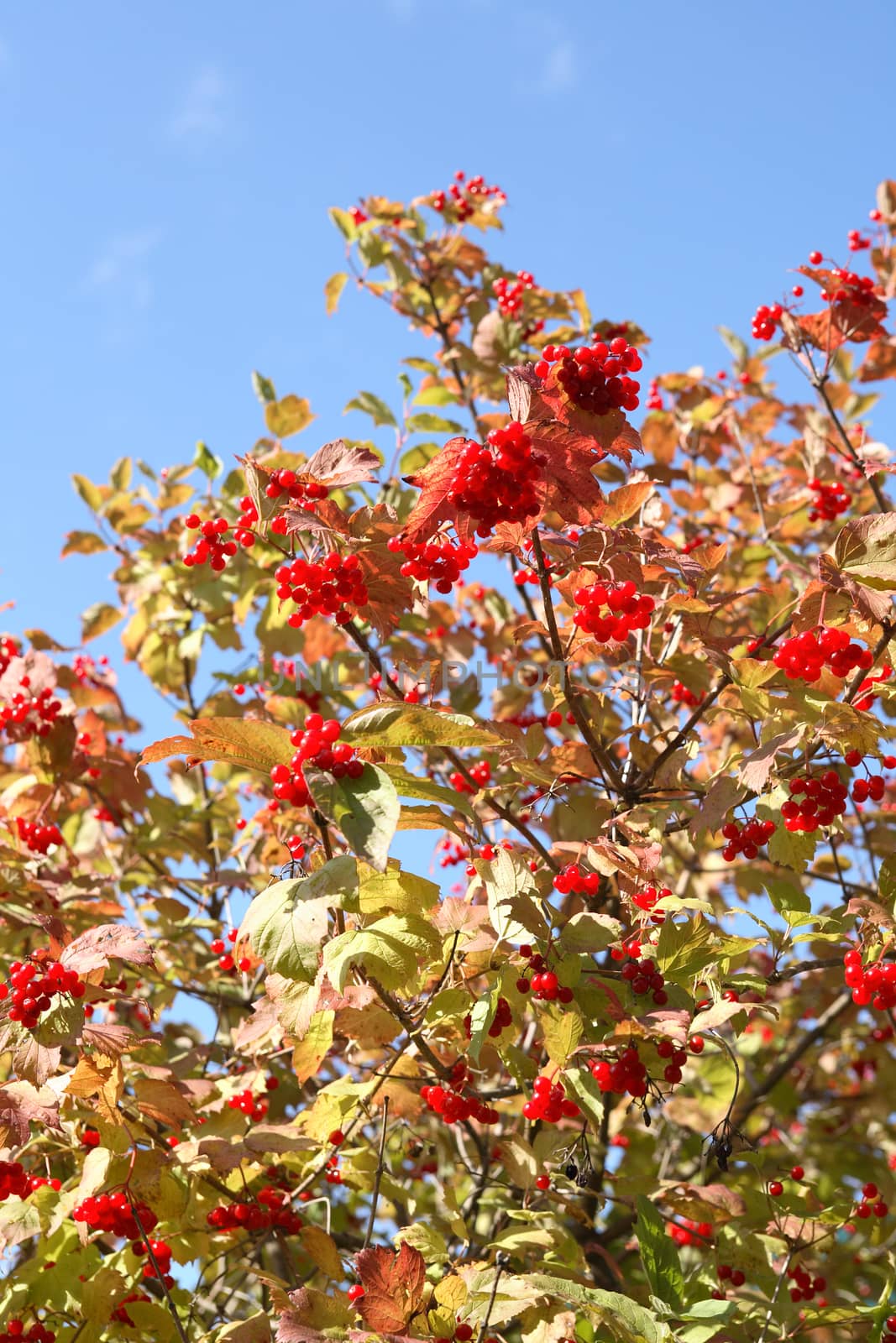 Fall background. Closeup of viburnum tree with yellow leaves and red berries