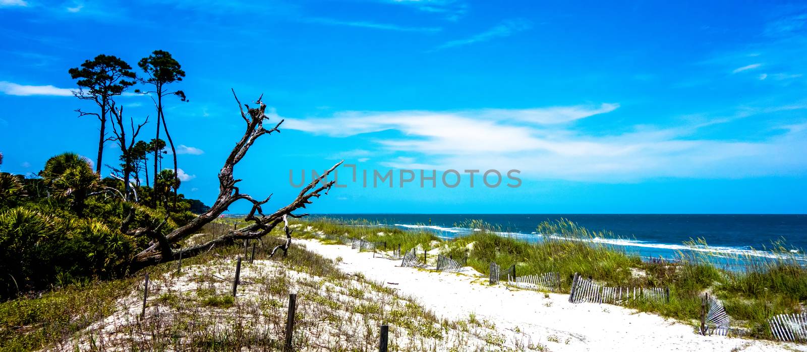 nature scenes around hunting island south carolina