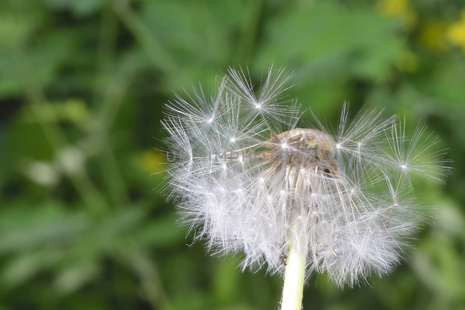 deflorate enlarged Dandelion ( blowball ) with fluff and seeds over green