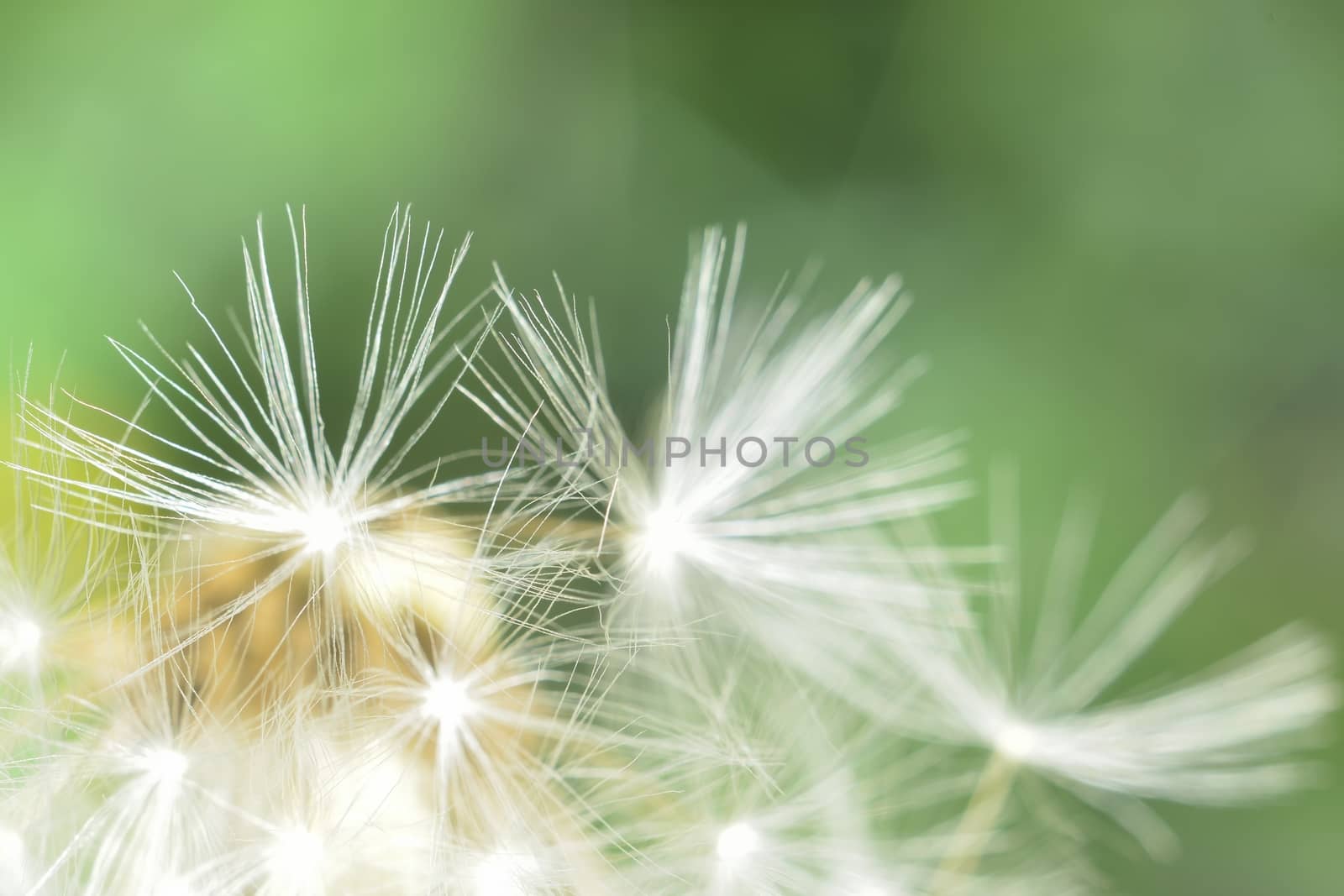 deflorate enlarged Dandelion ( blowball ) with fluff and seeds over green
