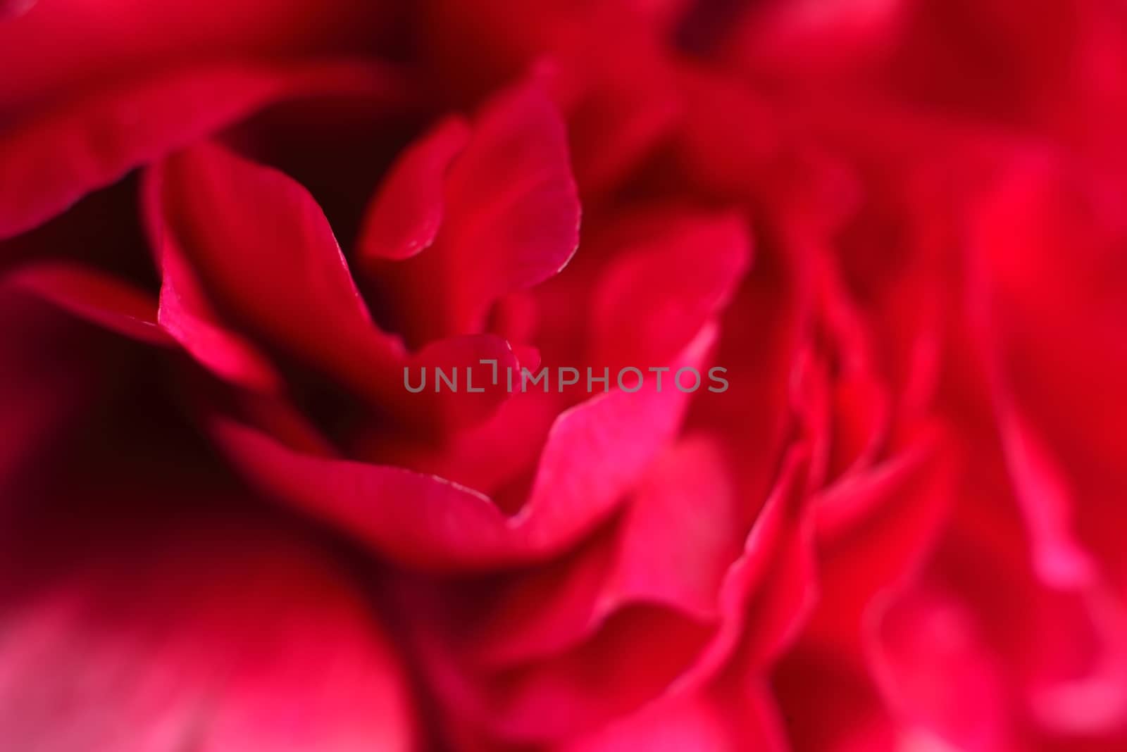  red petals (aroma) by alexandervedmed