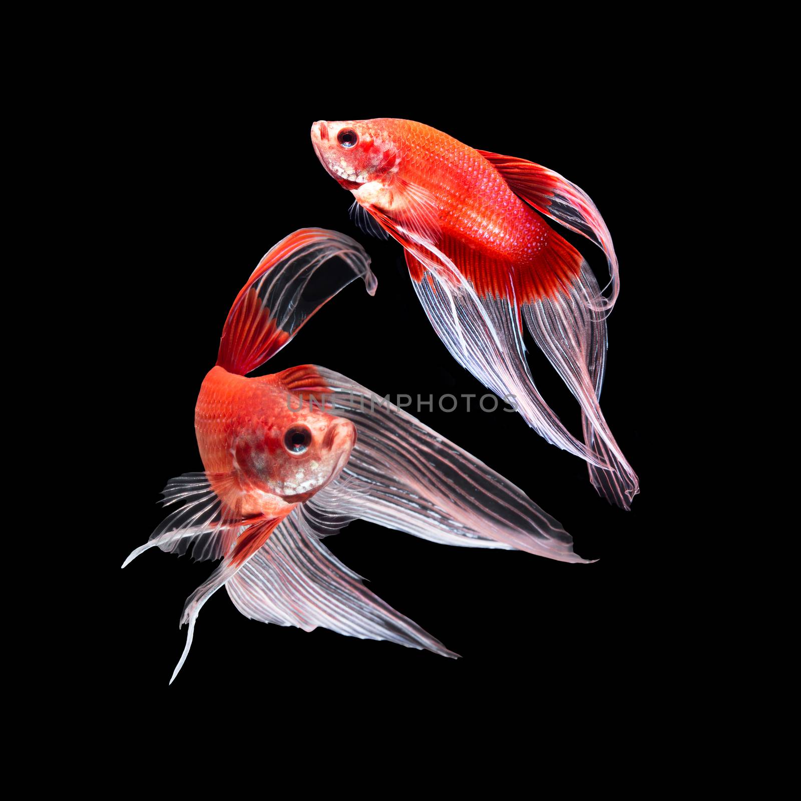 Red siamese fighting fish, betta fish, butterfly tail profile, on black background