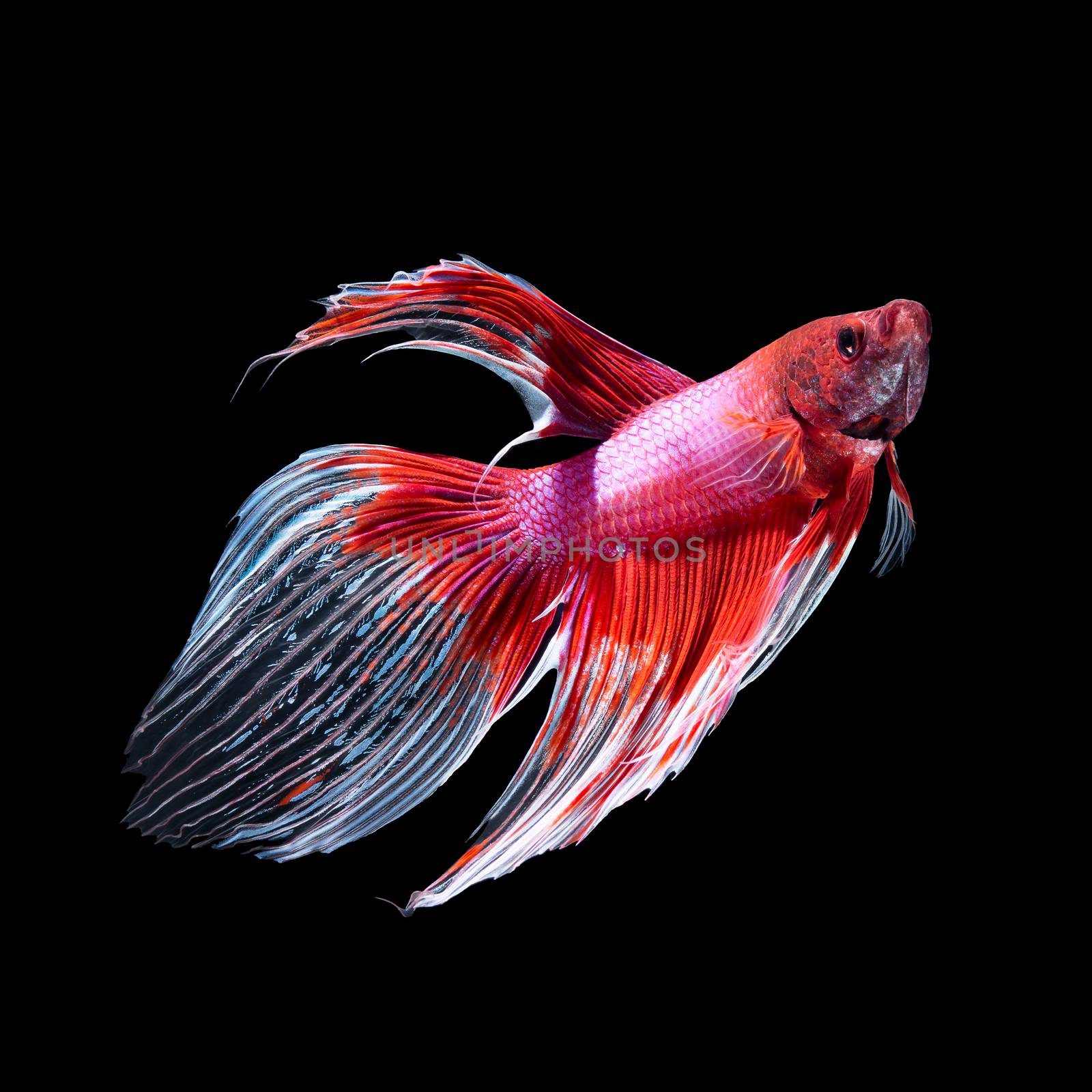 Red siamese fighting fish, betta fish, butterfly tail profile, on black background