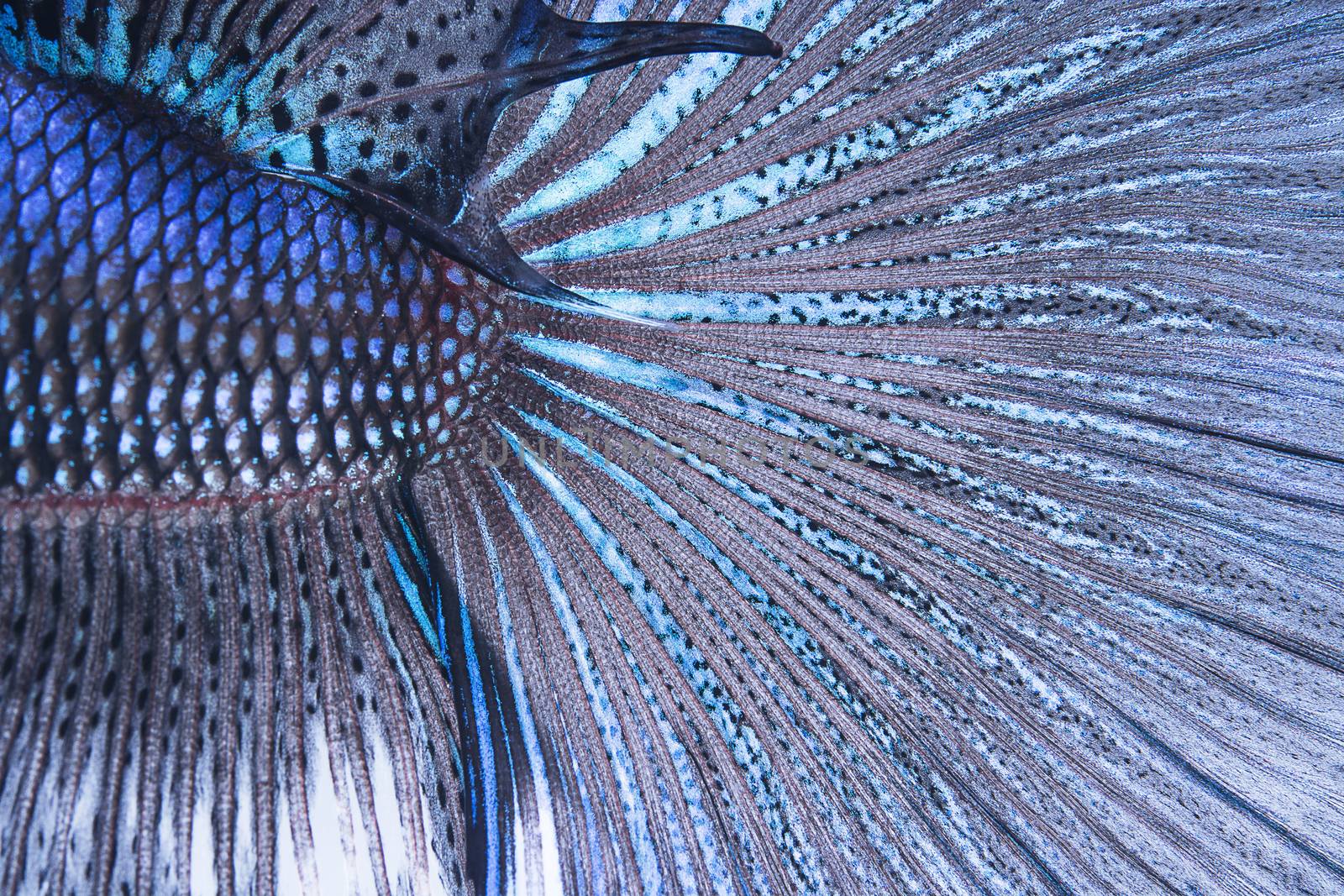 betta tail fish abstract by panuruangjan
