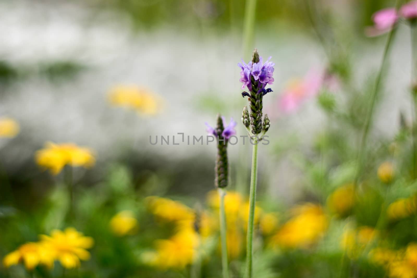 Lavender with leaves and blur background