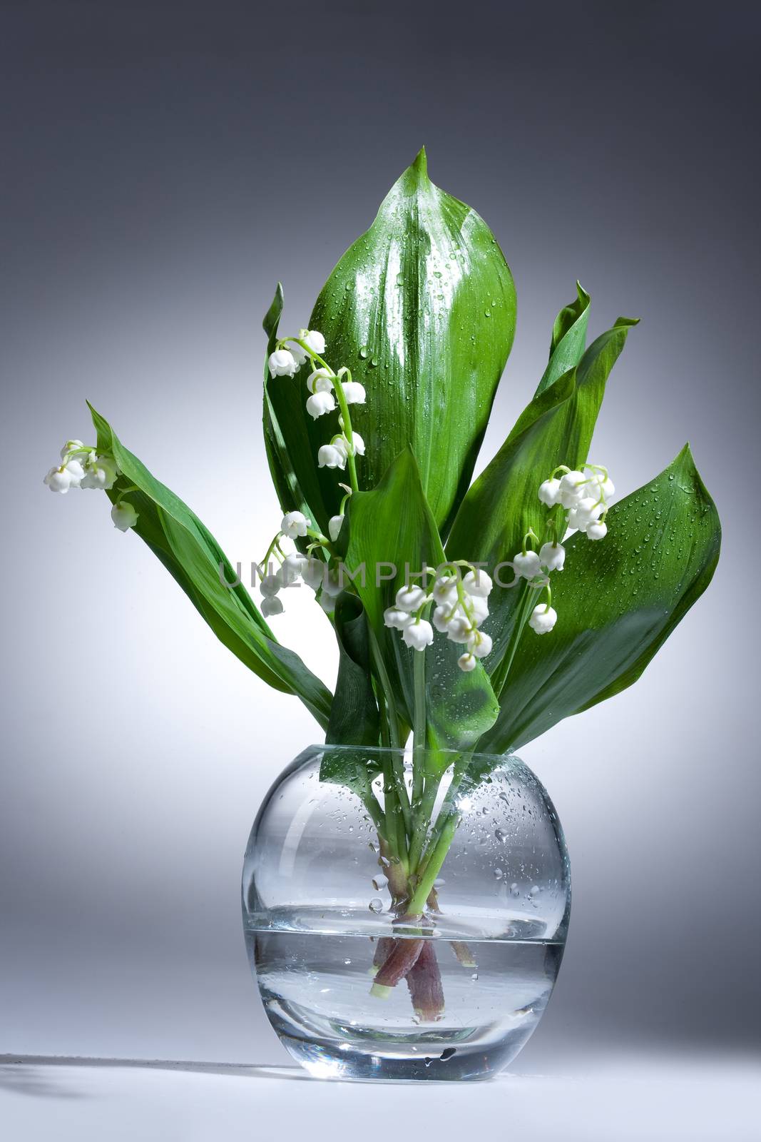 Lily Of The Valley by Fotoskat