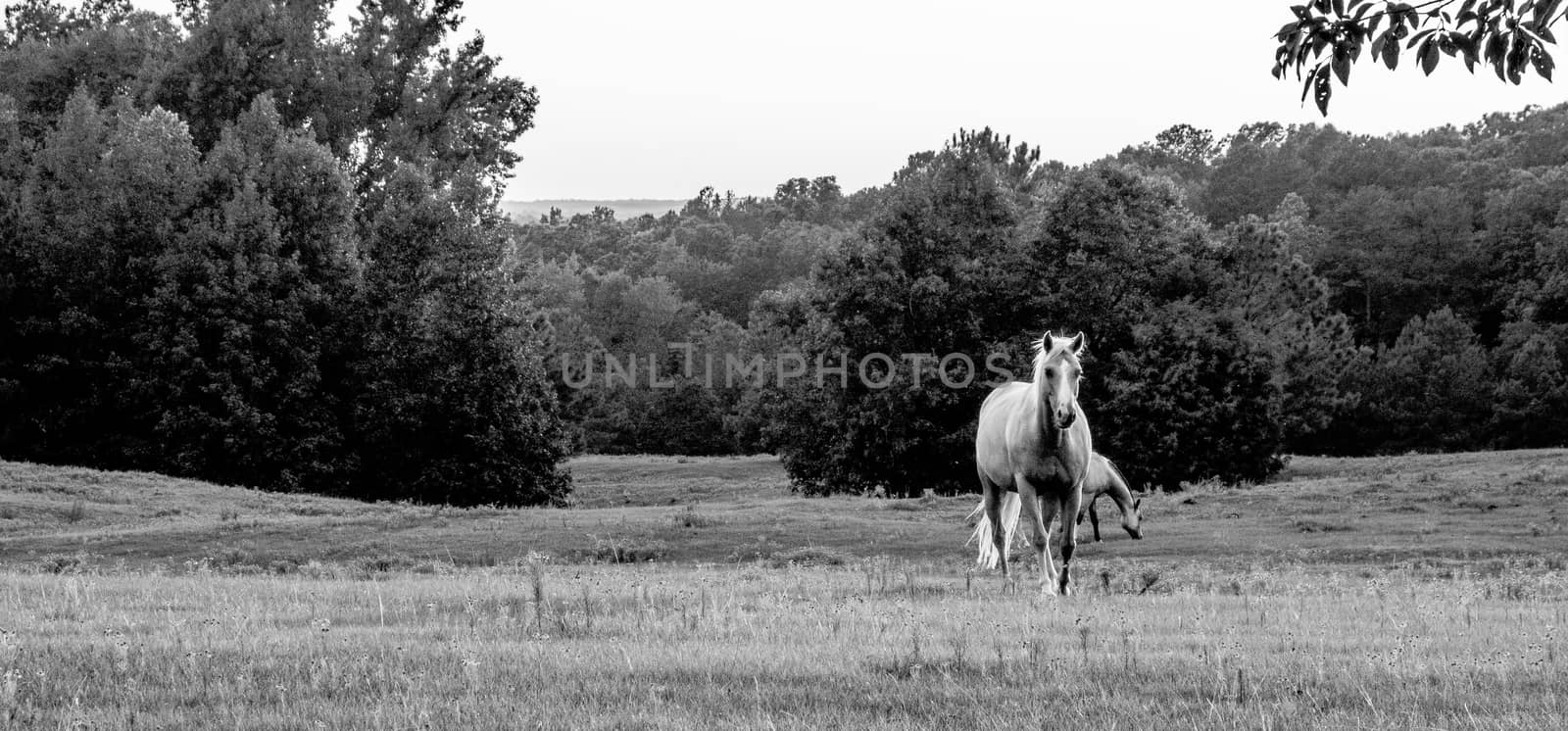 Beautiful  horse on the pasture at sunset in south carolina moun by digidreamgrafix