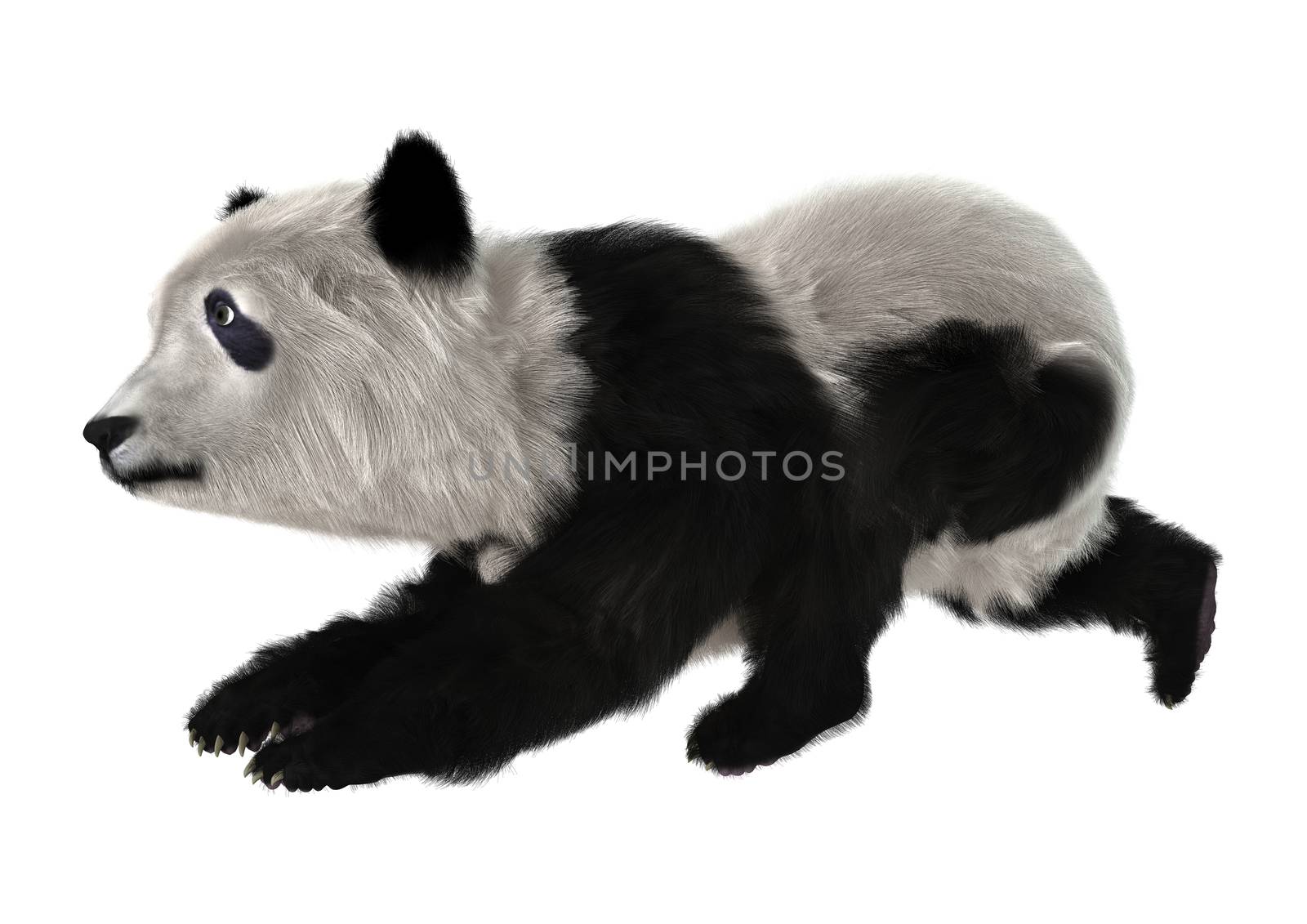 3D digital render of a panda bear cub isolated on white background