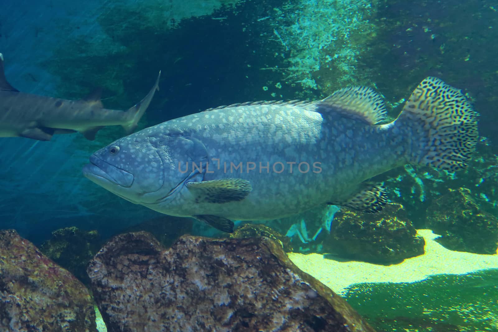 Large specimen of giant grouper, the largest bony fish of over 3 meters.He lives mainly in the coral reef, feeding on fish, small sharks and sea turtles