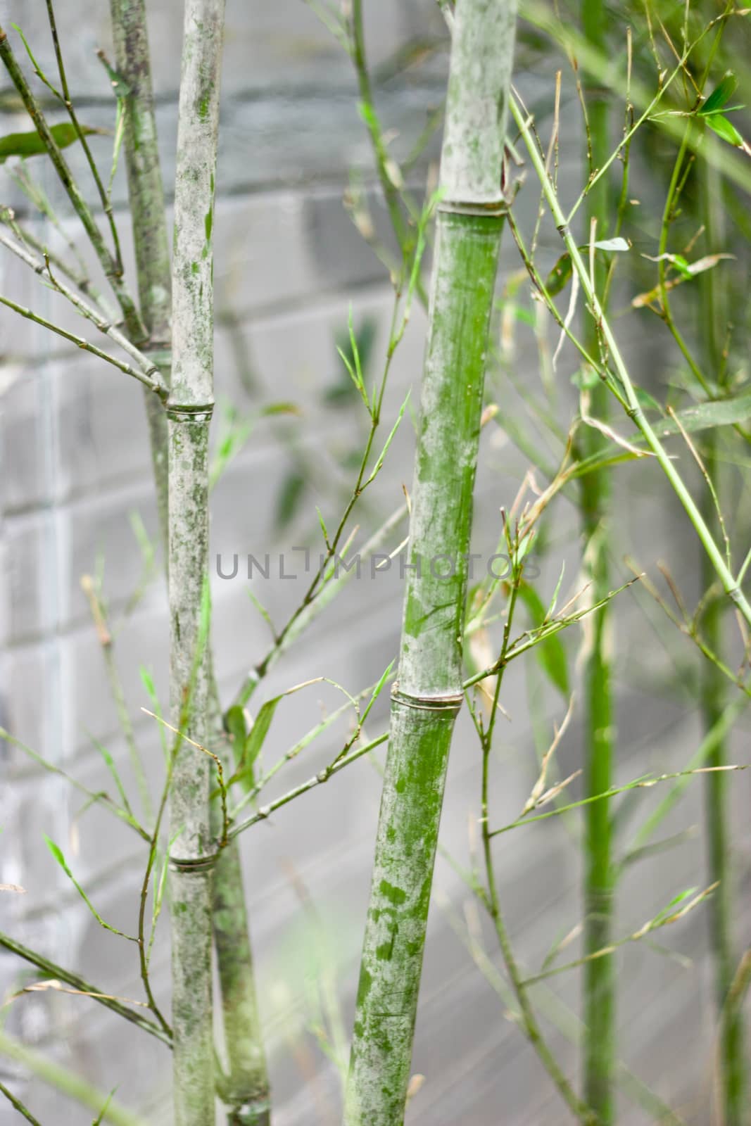 Bamboo with blur bamboo background