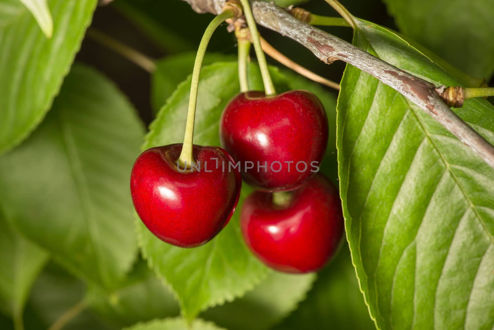 Ripe cherries on a tree in the garden