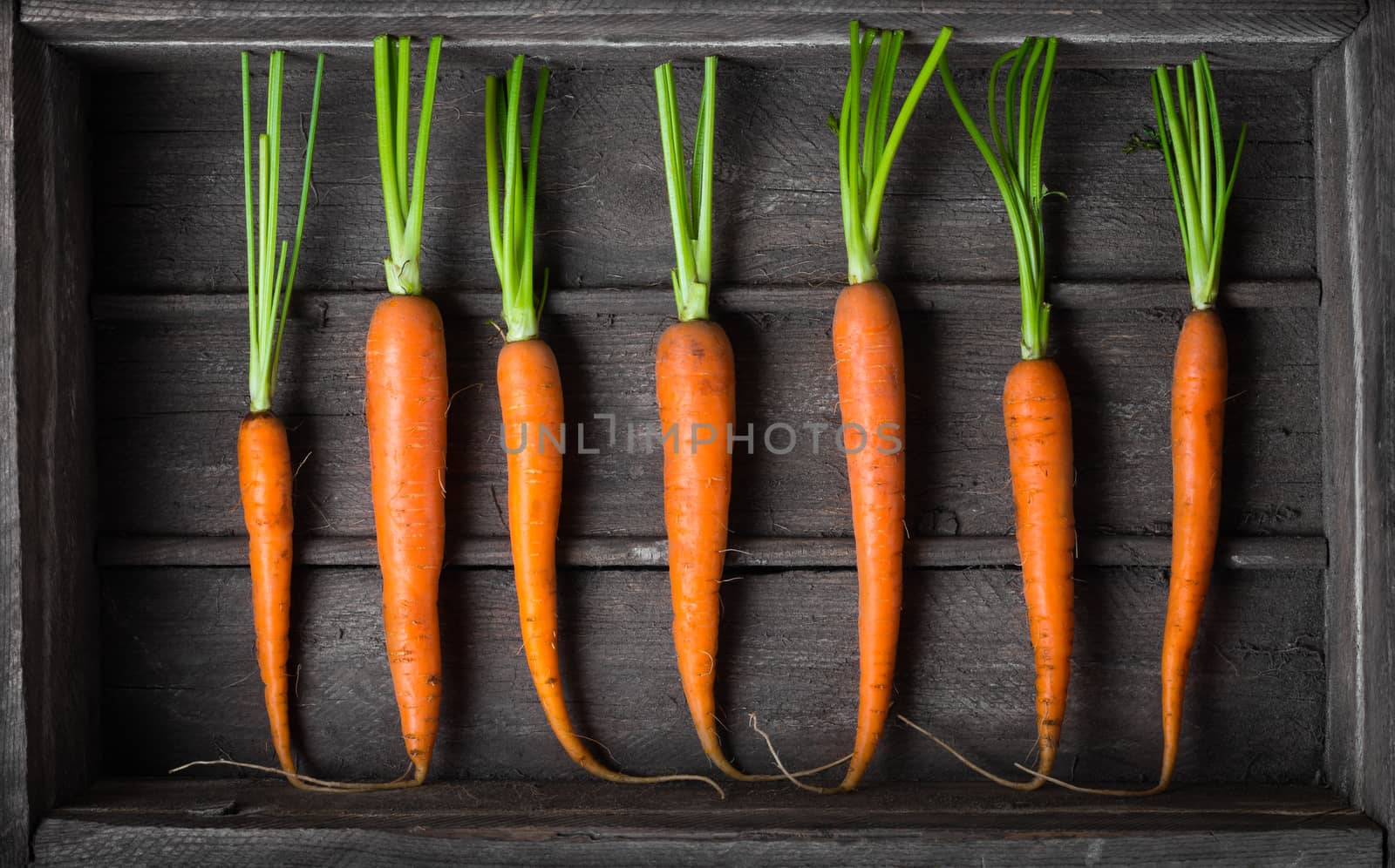 Fresh young carrots by iprachenko