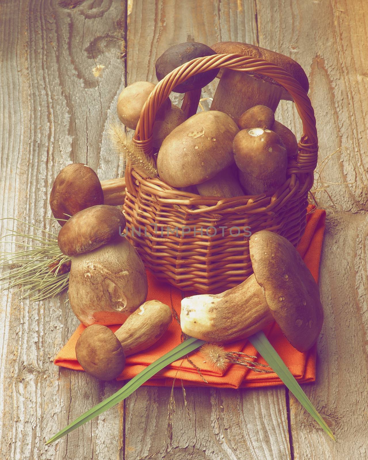 Fresh Raw Boletus Mushrooms with Stems and Grass in Wicker Basket on Orange Napkin closeup on Rustic Wooden background. Retro Styled