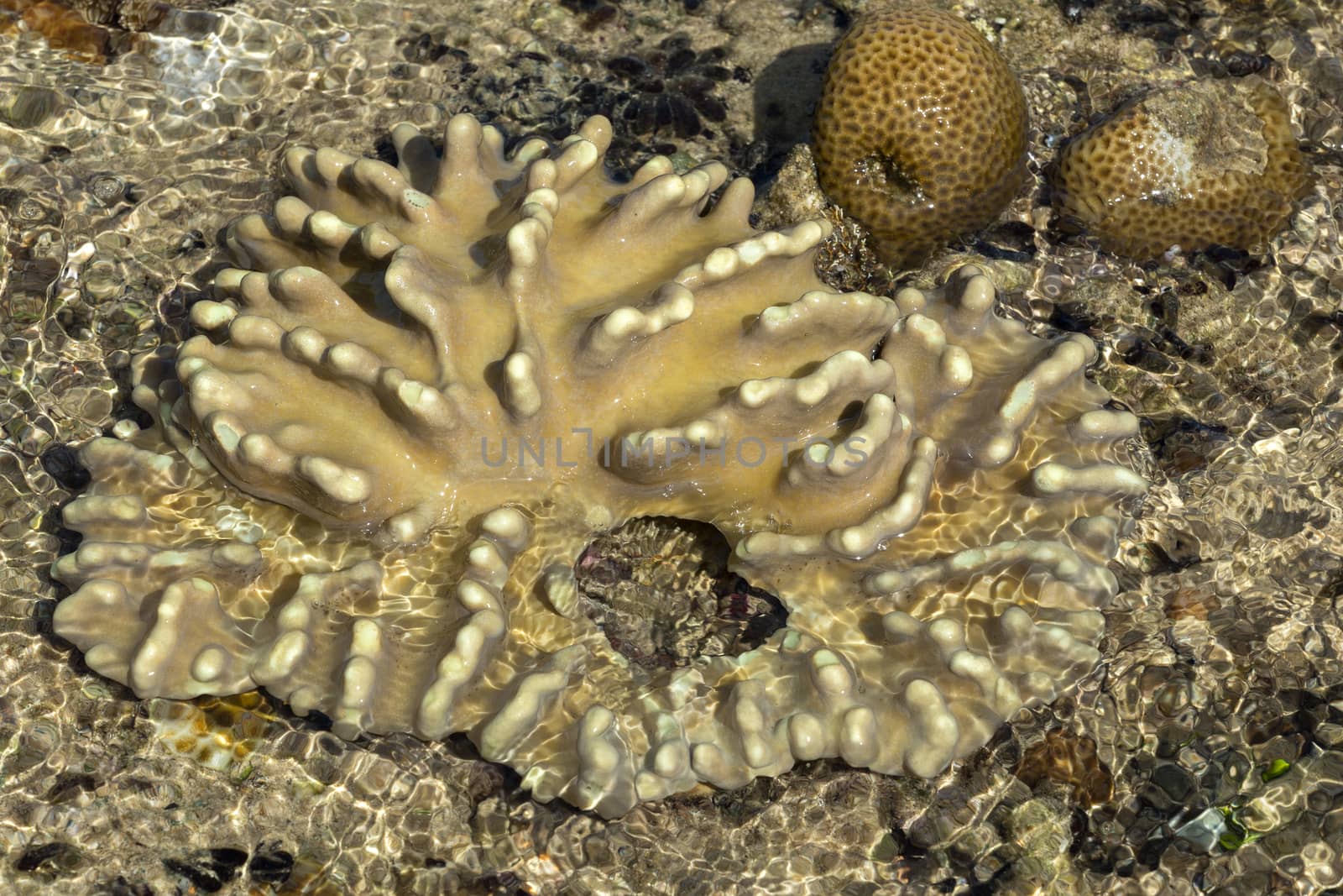 coral in low tide, indonesia, indian ocean, North Sulawesi