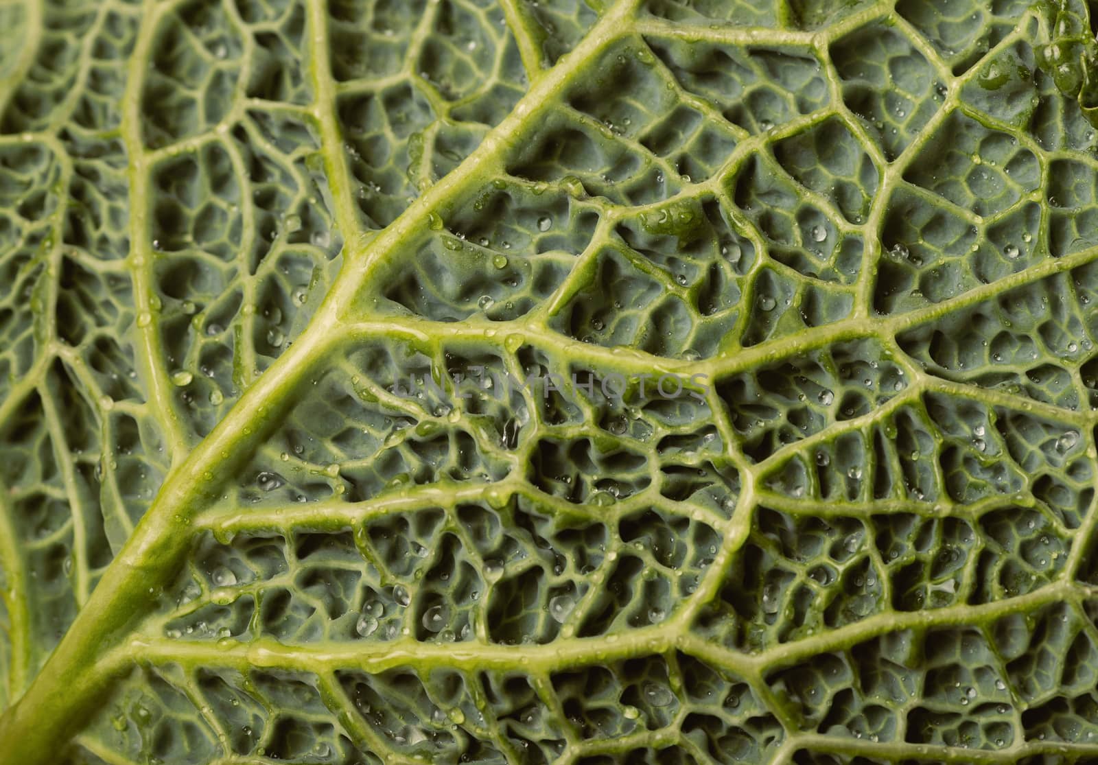 Fresh savoy cabbage leaf with water drops, top view