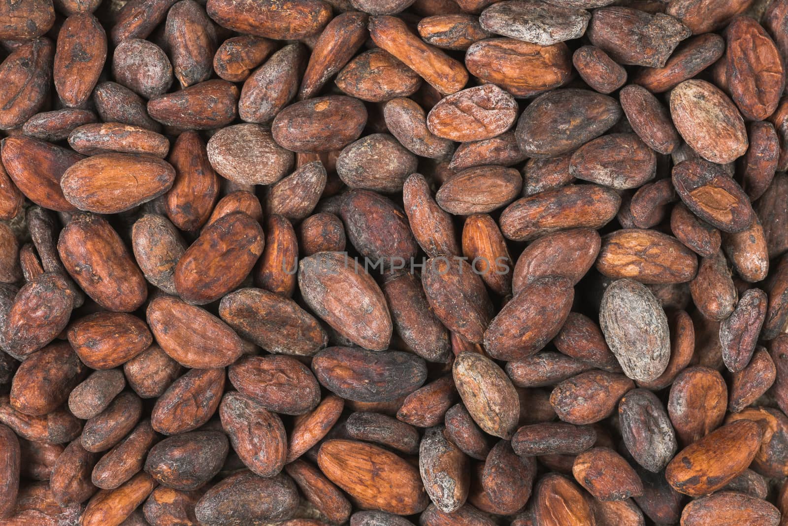 raw cocoa or cacao beans by iprachenko