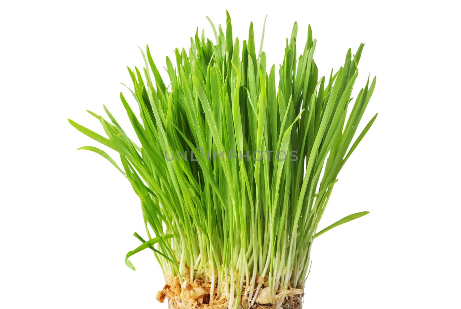 Young green sprouts of oat for healthy lifestyle, fresh green grass, close up, isolated on white background