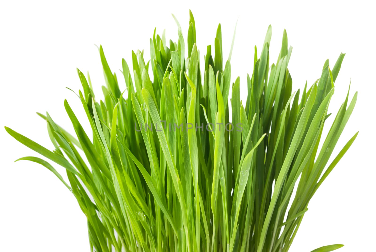 Young green sprouts of oat for healthy lifestyle, fresh green grass, close up, isolated on white background