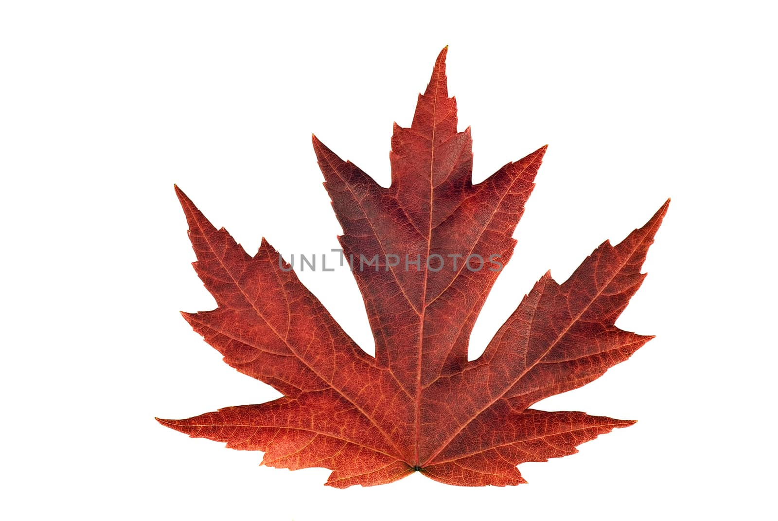 Macro shot of a maple leaf in the Autumn.  Isolated on white.