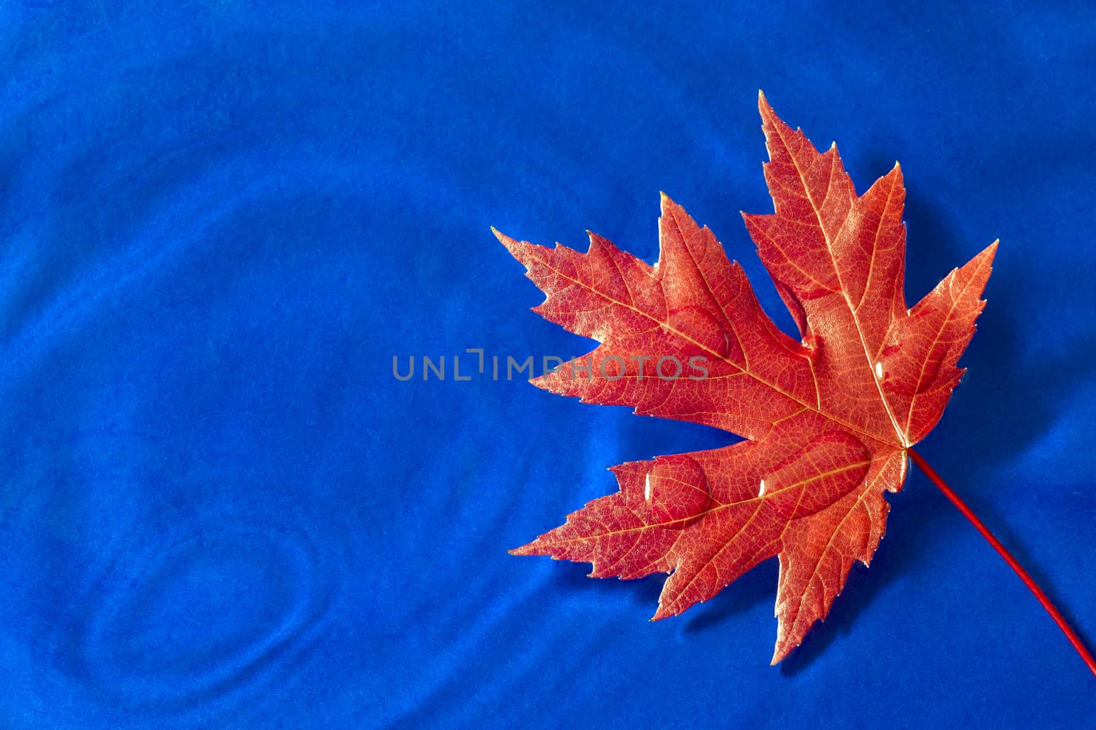 Beautiful Autumn Leaf Resting On Blue Water Background by stockbuster1