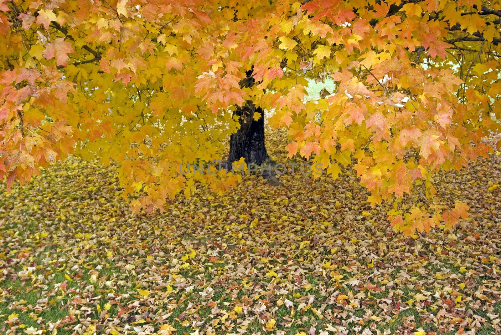 Horizontal shot of a brightly colored Autumn tree in a misty rain.