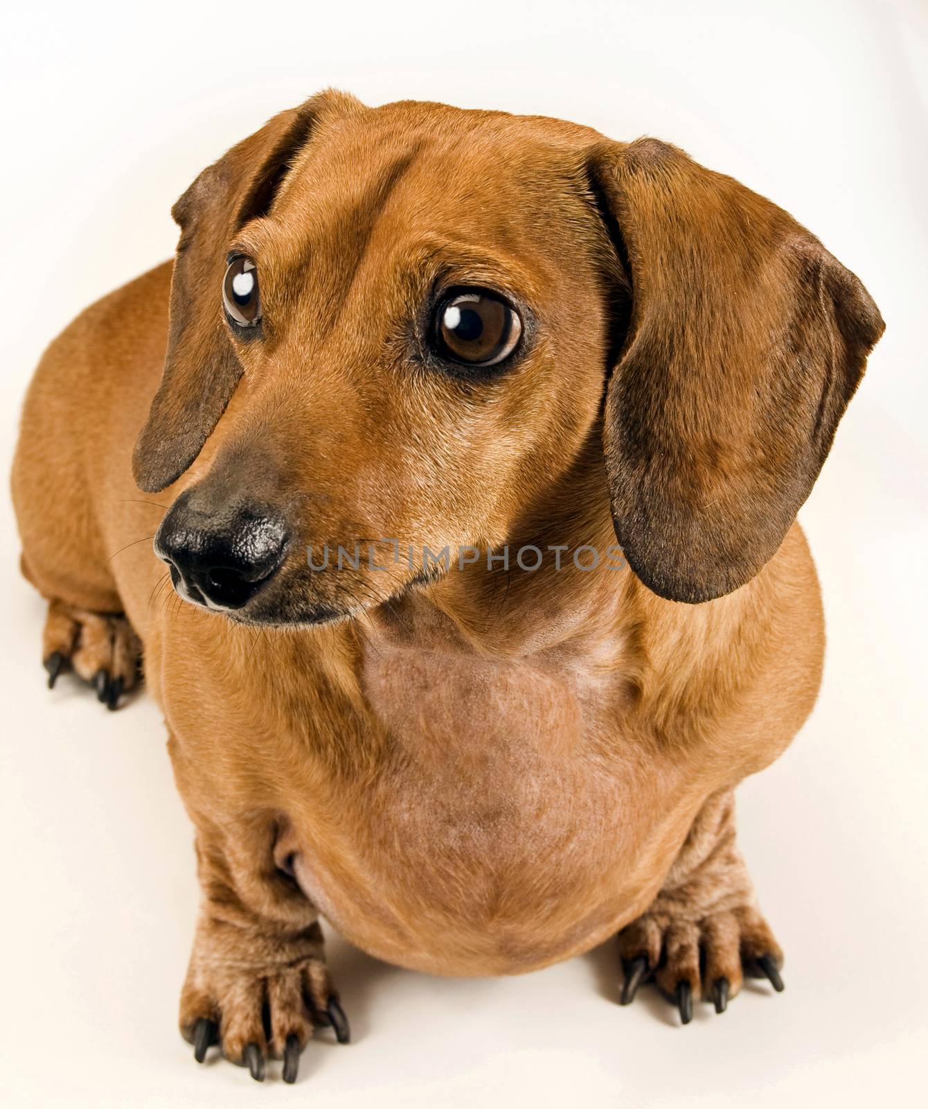 Vertical shot of little dachshund dog on white background