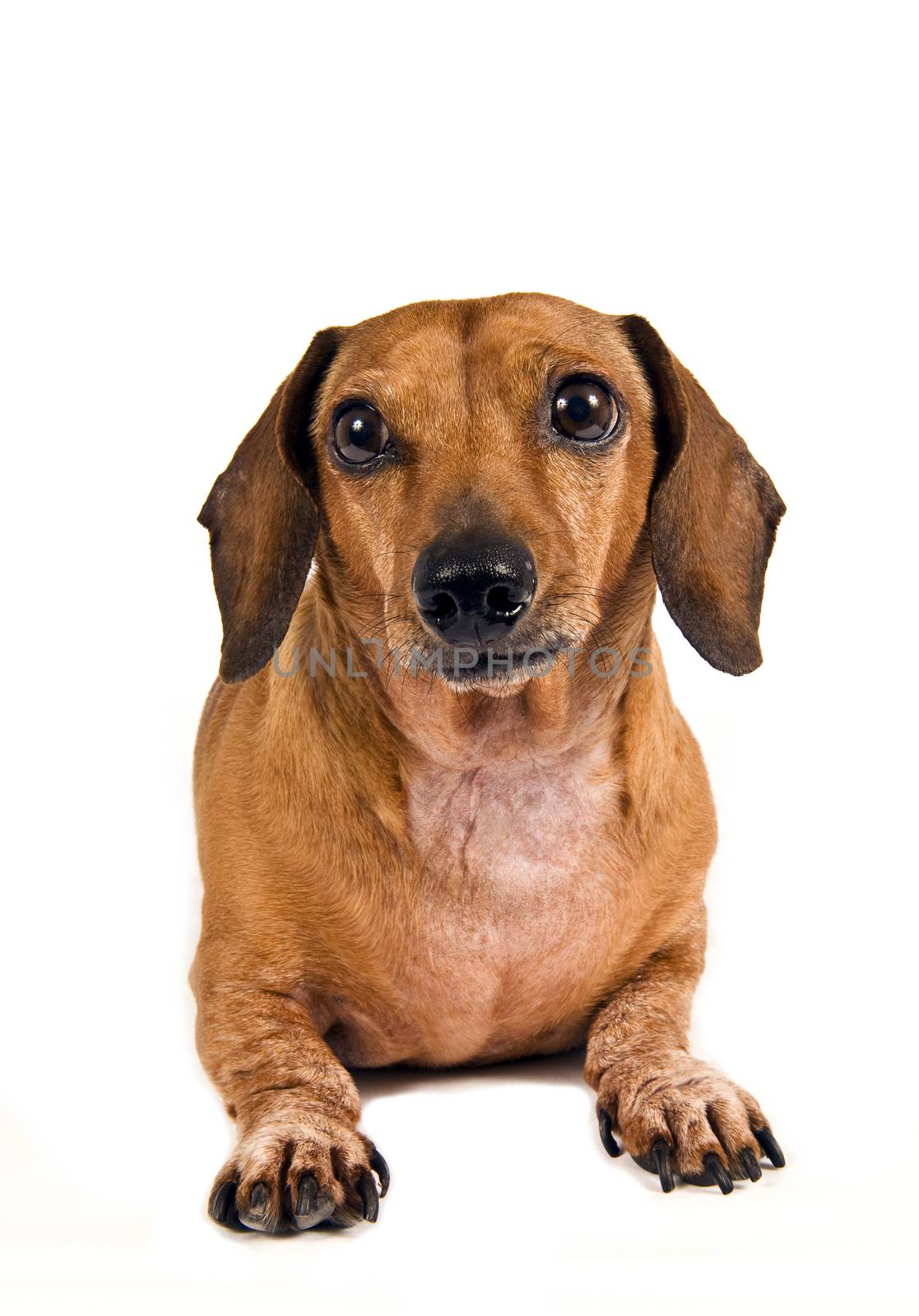 Little Dachshund Dog With Head Tilted by stockbuster1