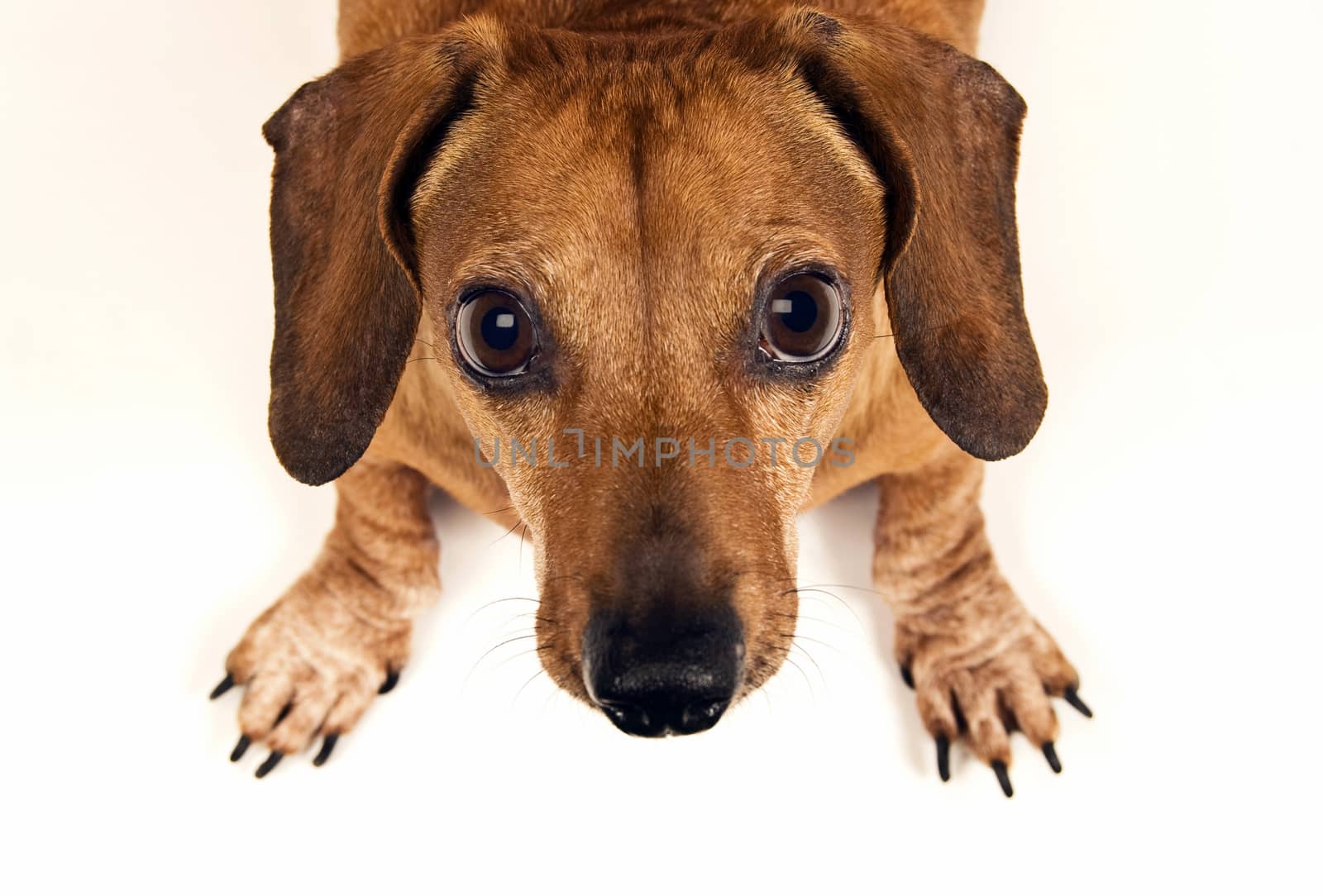 Close up shot of dog looking up at camera. Shot on white background