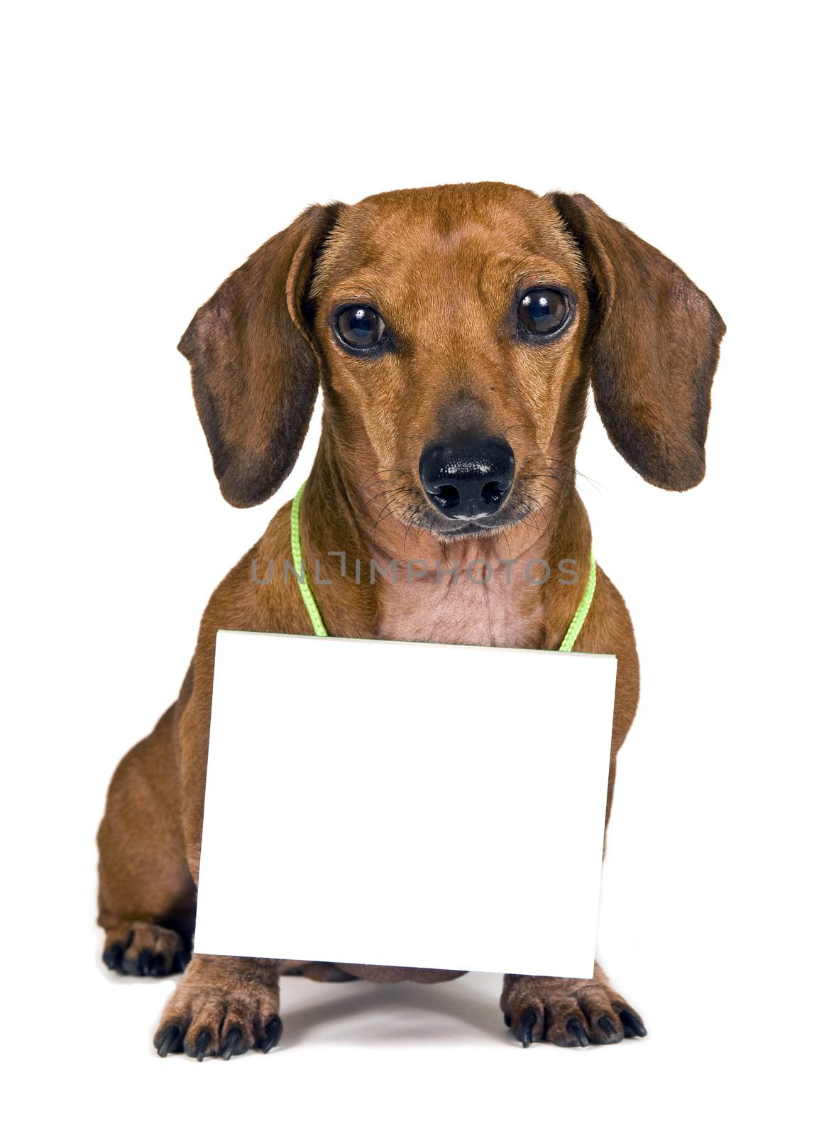 Cute little dachshund dog holding a blank sign around his neck for your copy