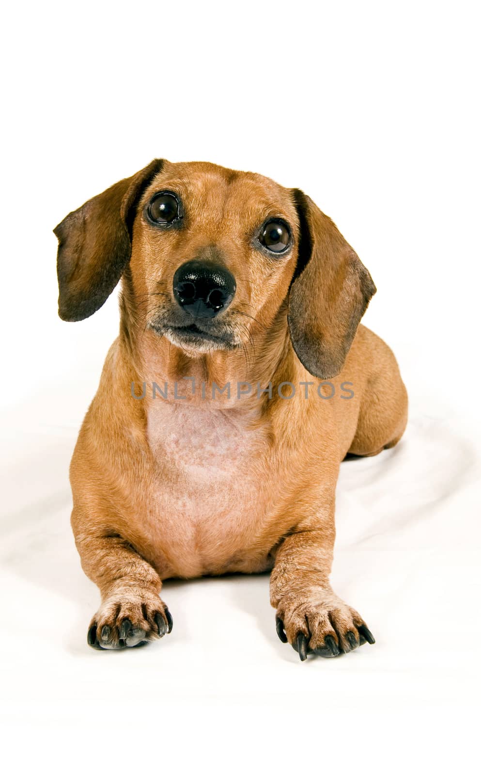 Miniature dachshund dog on white background looking curious