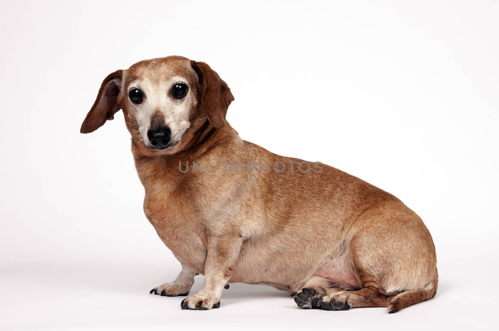 Horizontal shot of an older dachshund dog posing in this studio shot.