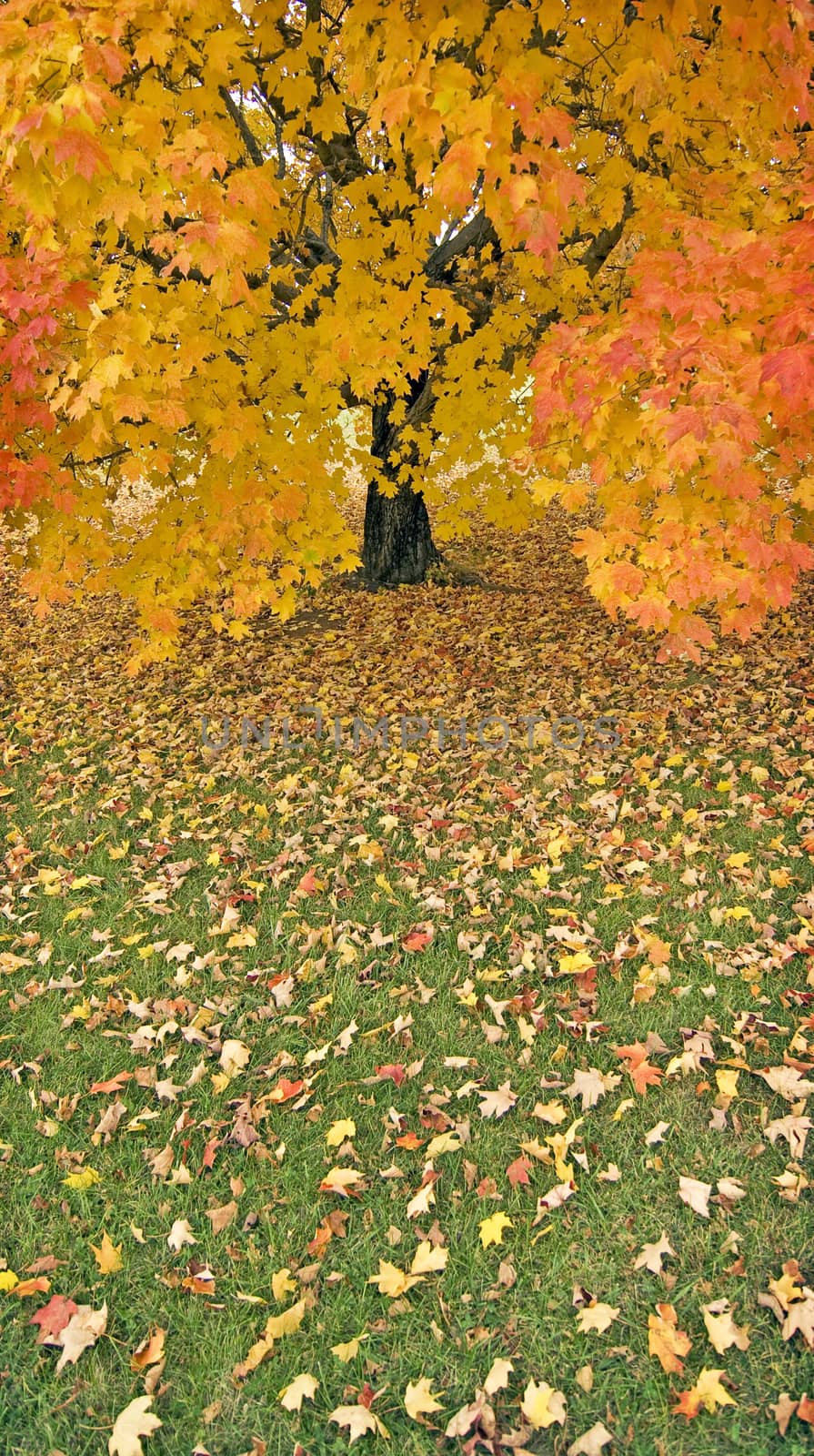 Autumn Tree In Rain by stockbuster1