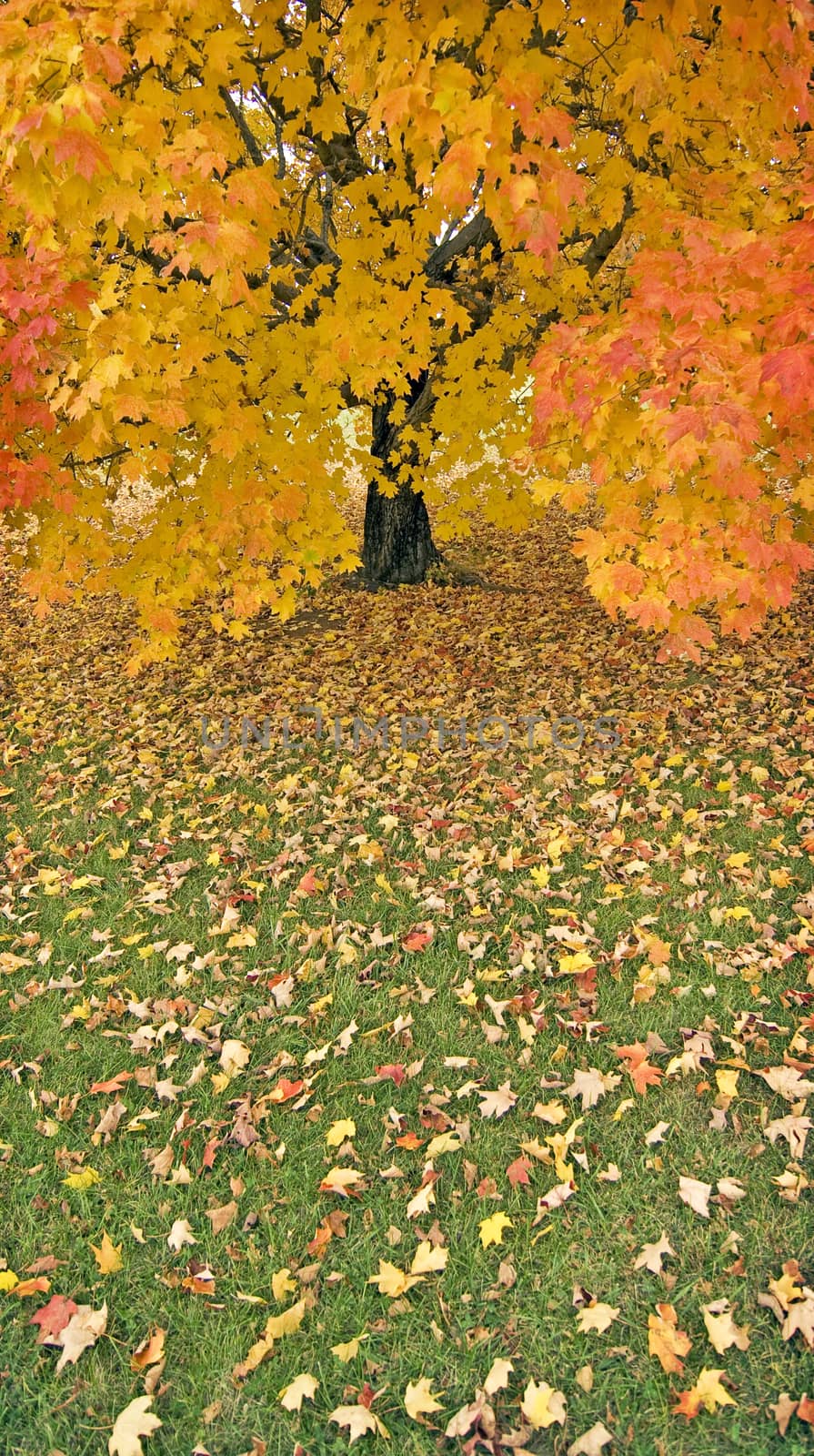 Vertical shot of an Autumn tree in a misty rain.