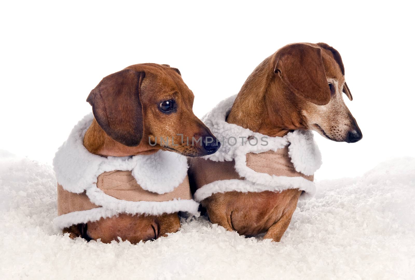 Horizontal shot of two cute little dachshunds in their little coats in a winter scene being focused on something