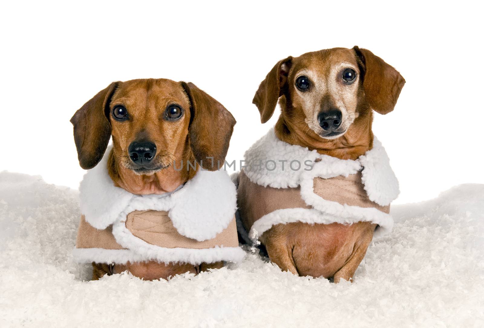 Horizontal studio shot of two little dachshund posing in a winter theme.
