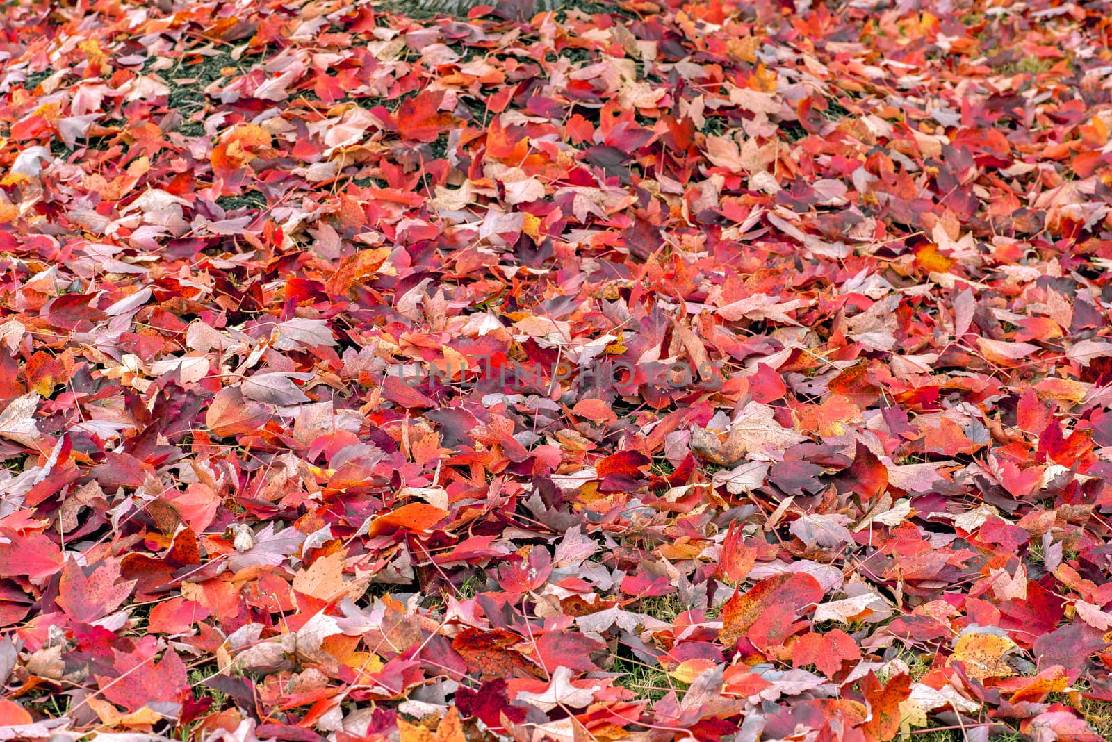 Autumn Leaves Background by stockbuster1