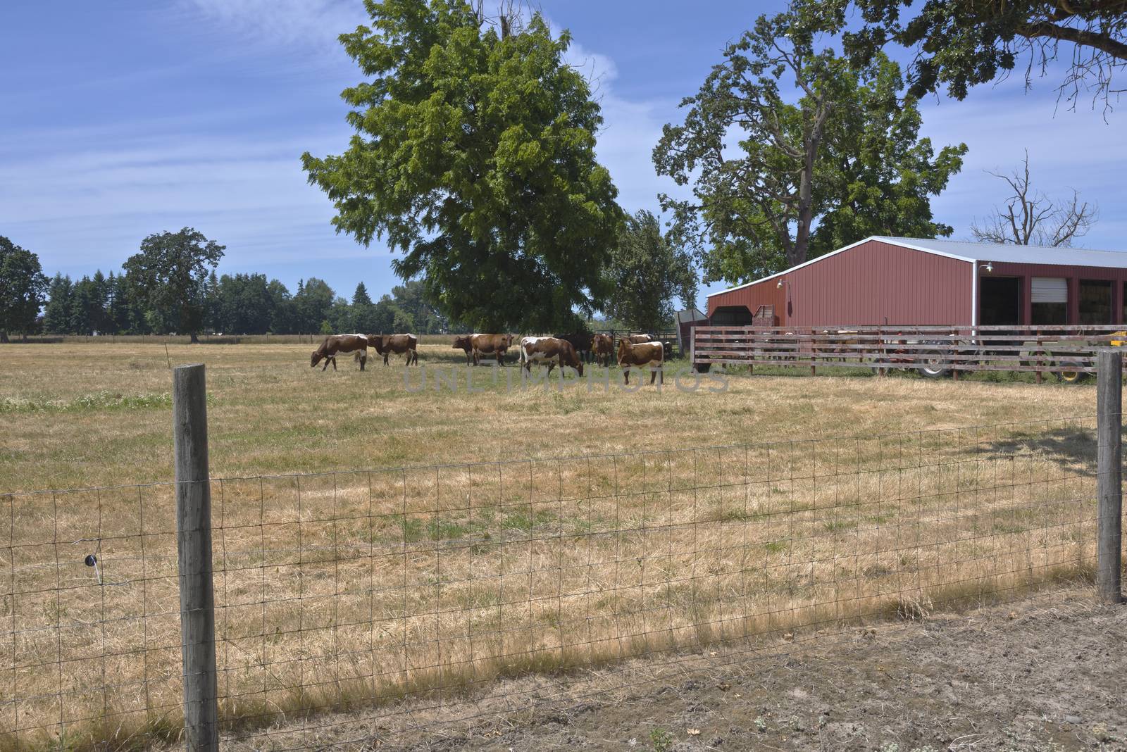 Cattles in a country farm Willamette valley Oregon.