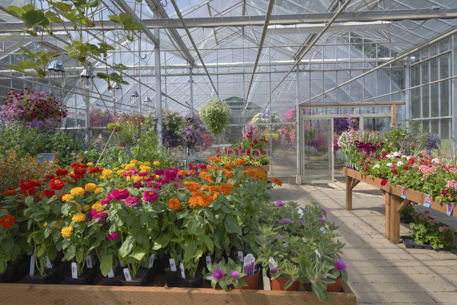 Display of Summer blooms in a farm and garden nursery Canby Oregon.