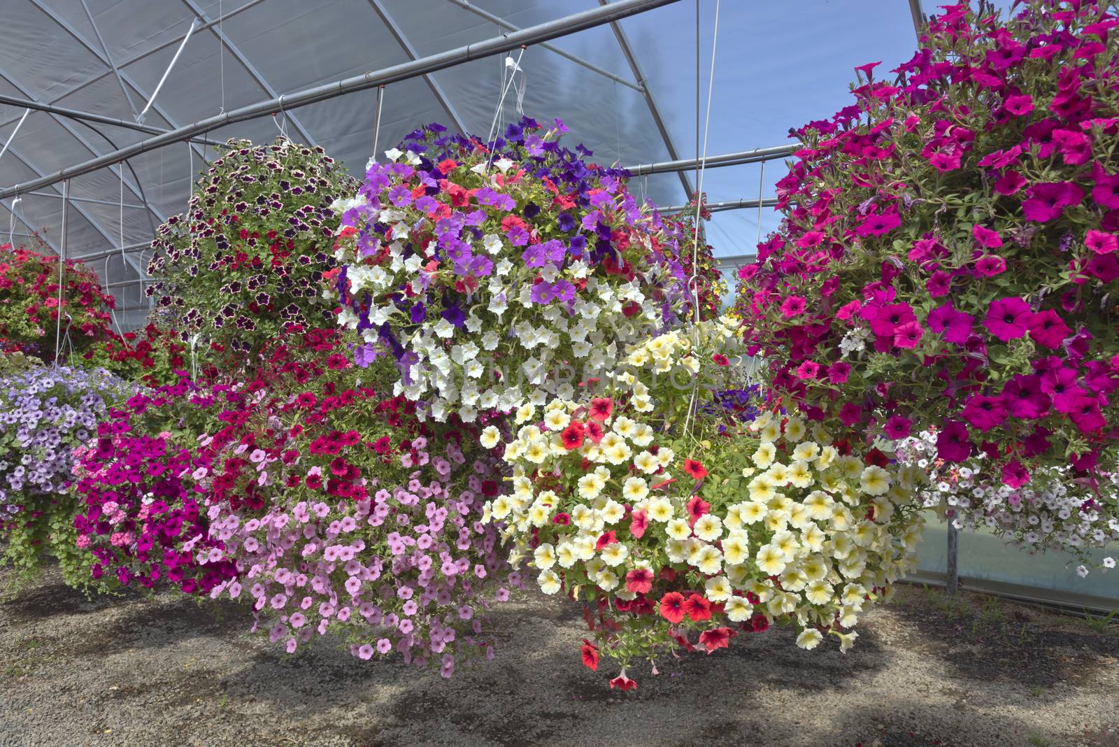 Display of Summer blooms in a farm and garden nursery Canby Oregon.