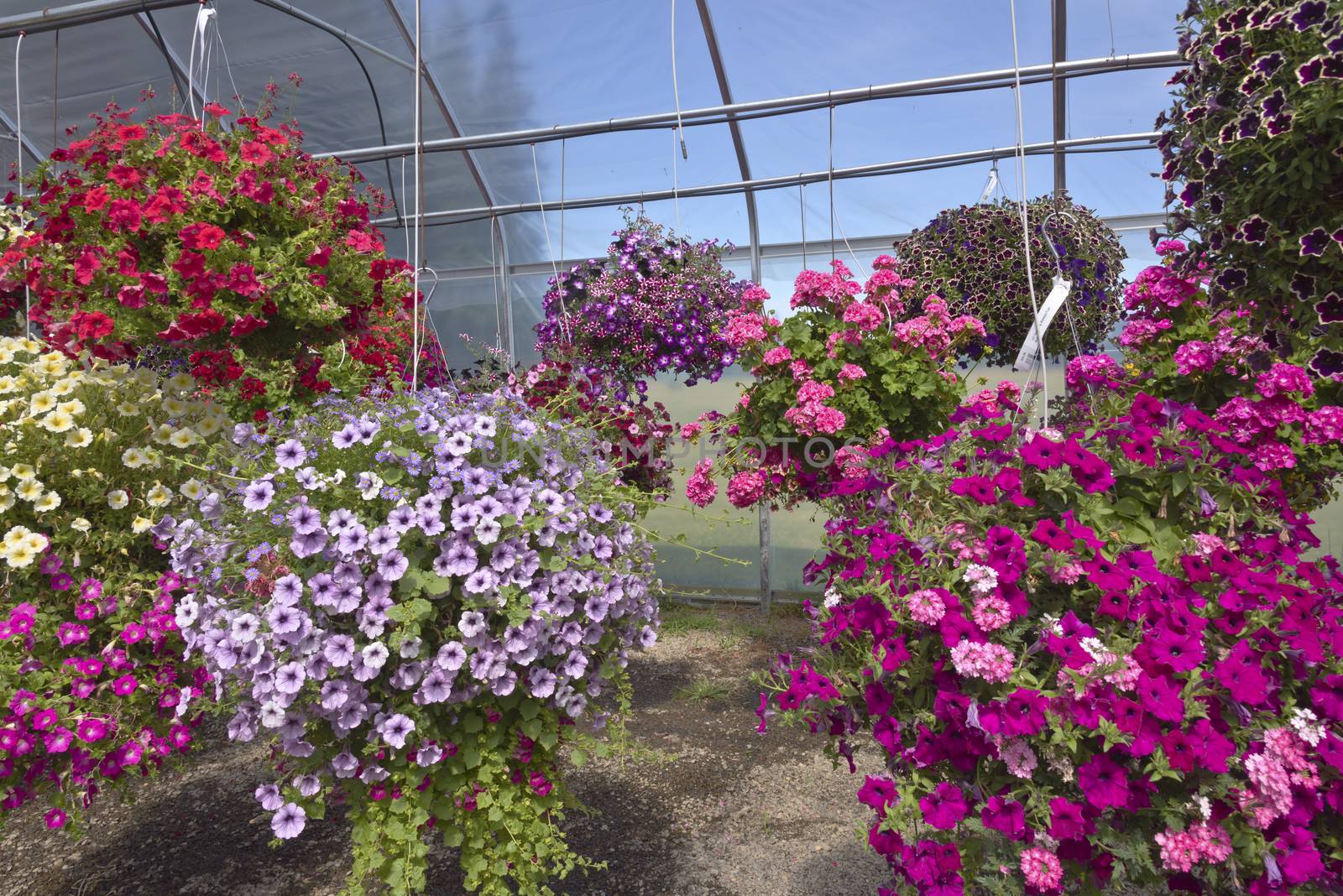 Display of Summer blooms in a farm and garden nursery Canby Oregon.