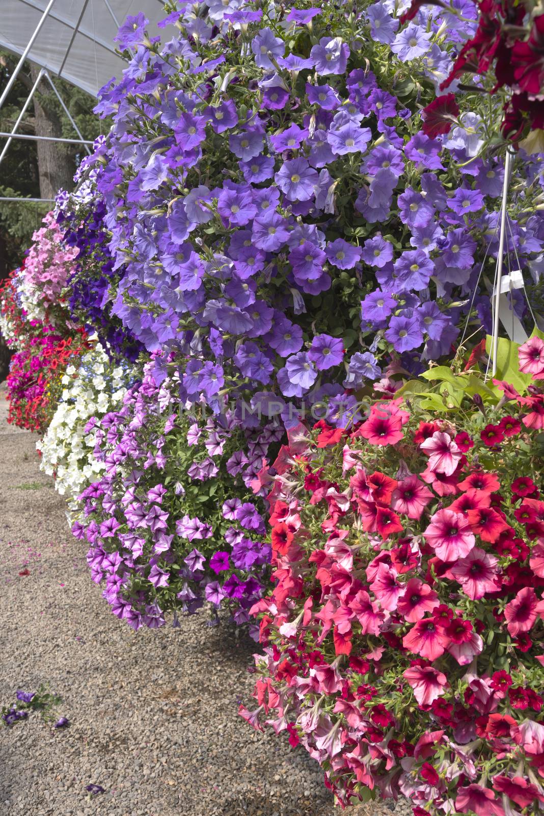 Display of Summer blooms in a farm and garden nursery Canby Oregon.