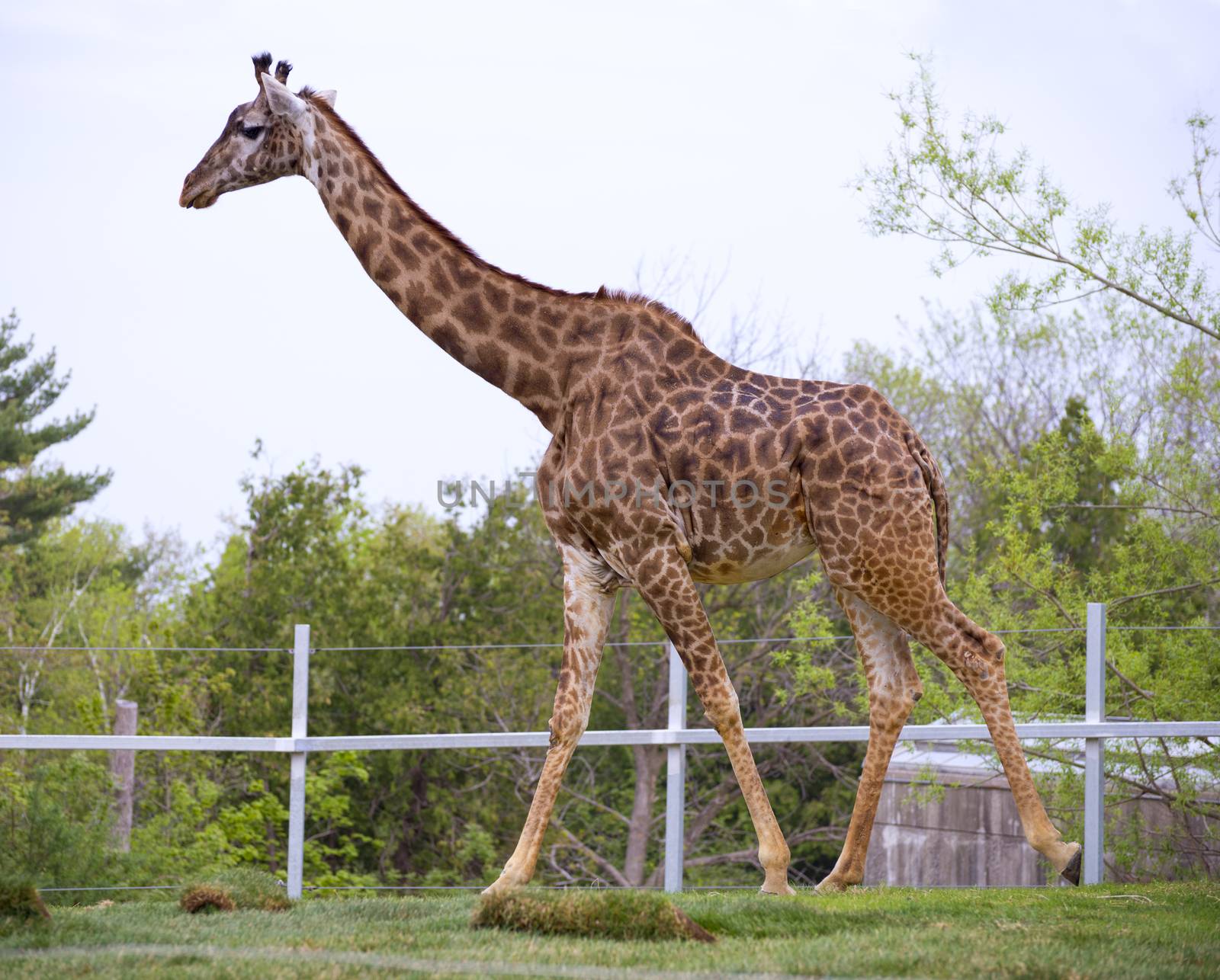 Young giraffe walking in toronto zoo