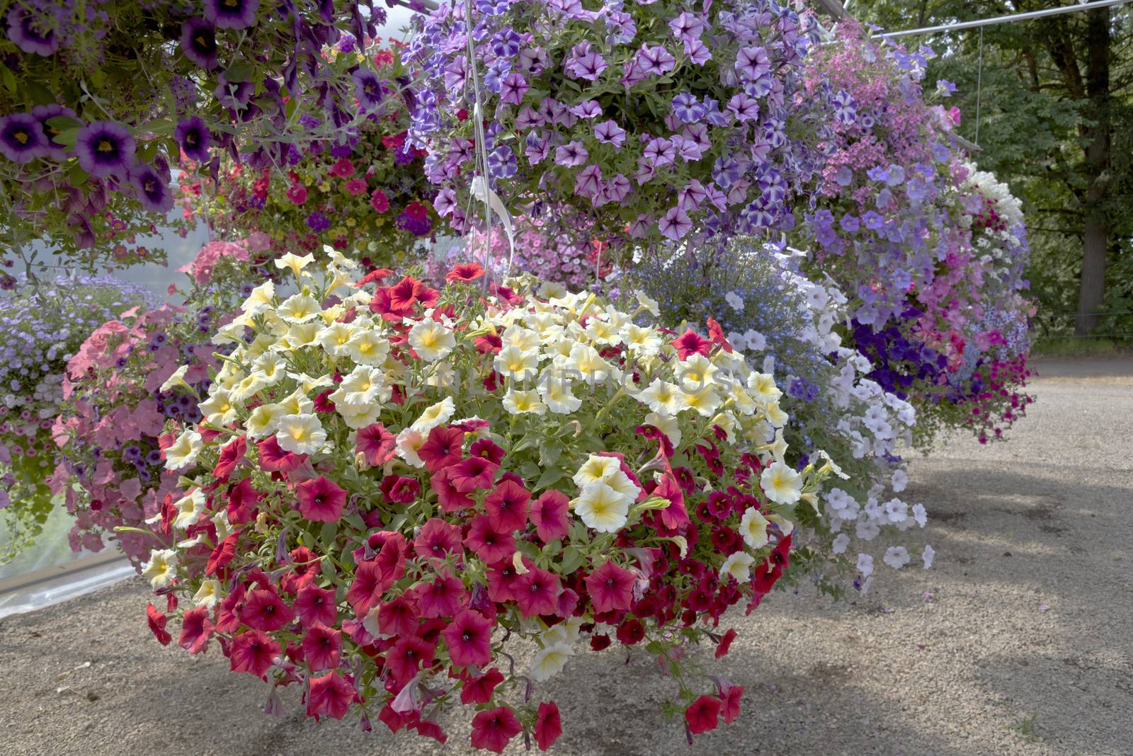 Display of Summer blooms in a farm and garden nursery Canby Oregon.