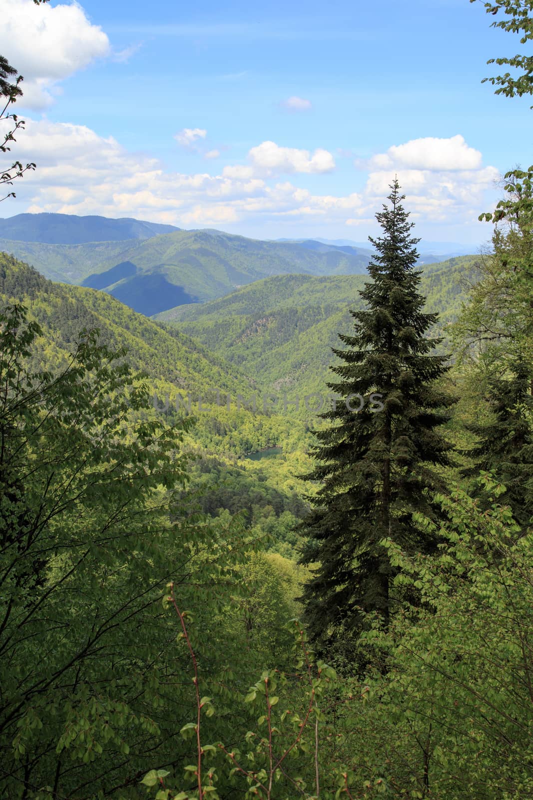 View of big pine trees in forest in Yedigoller National Park surrounded with mountains, on blue cloudy sky background.