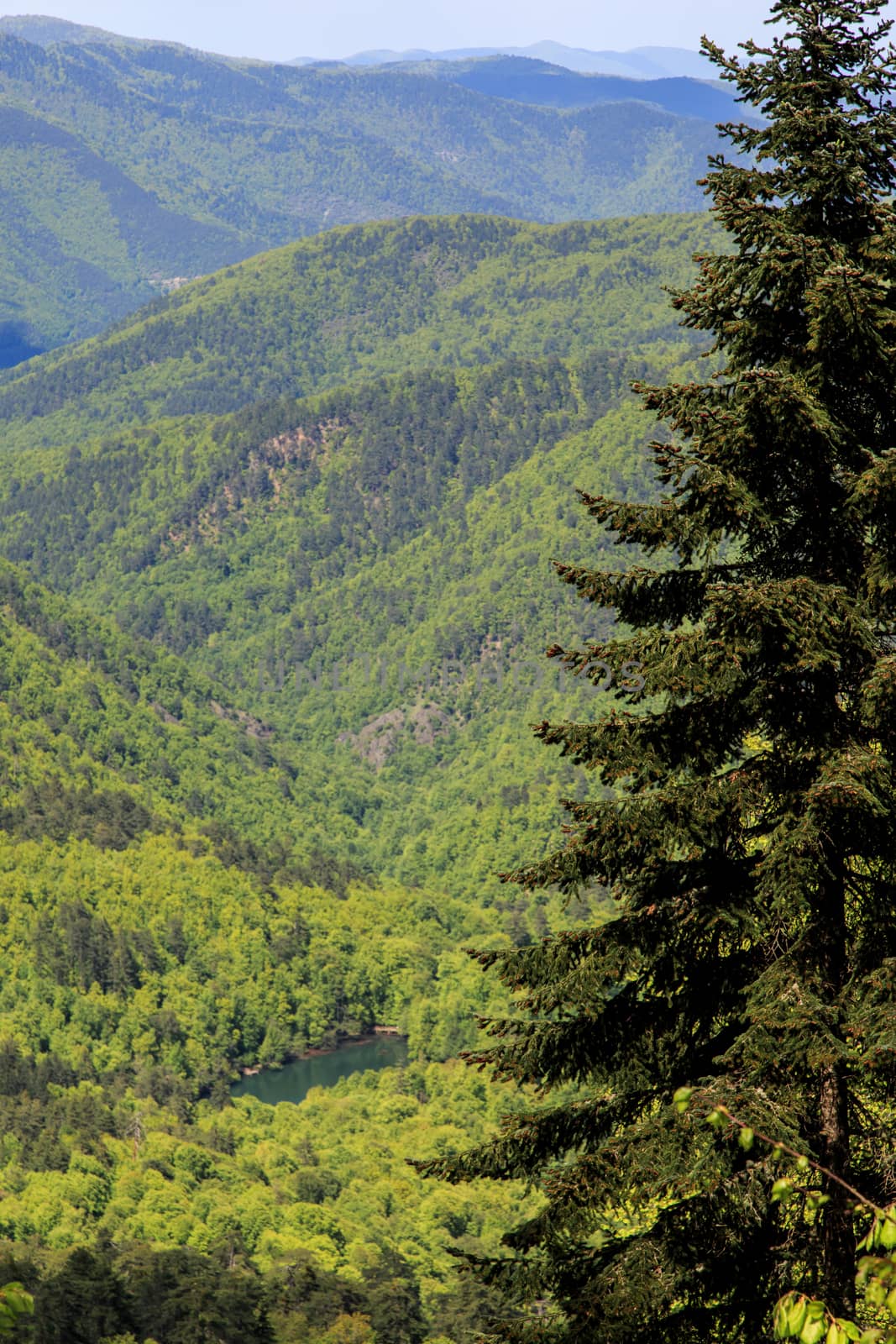 View of big pine trees in forest in Yedigoller National Park surrounded with mountains.