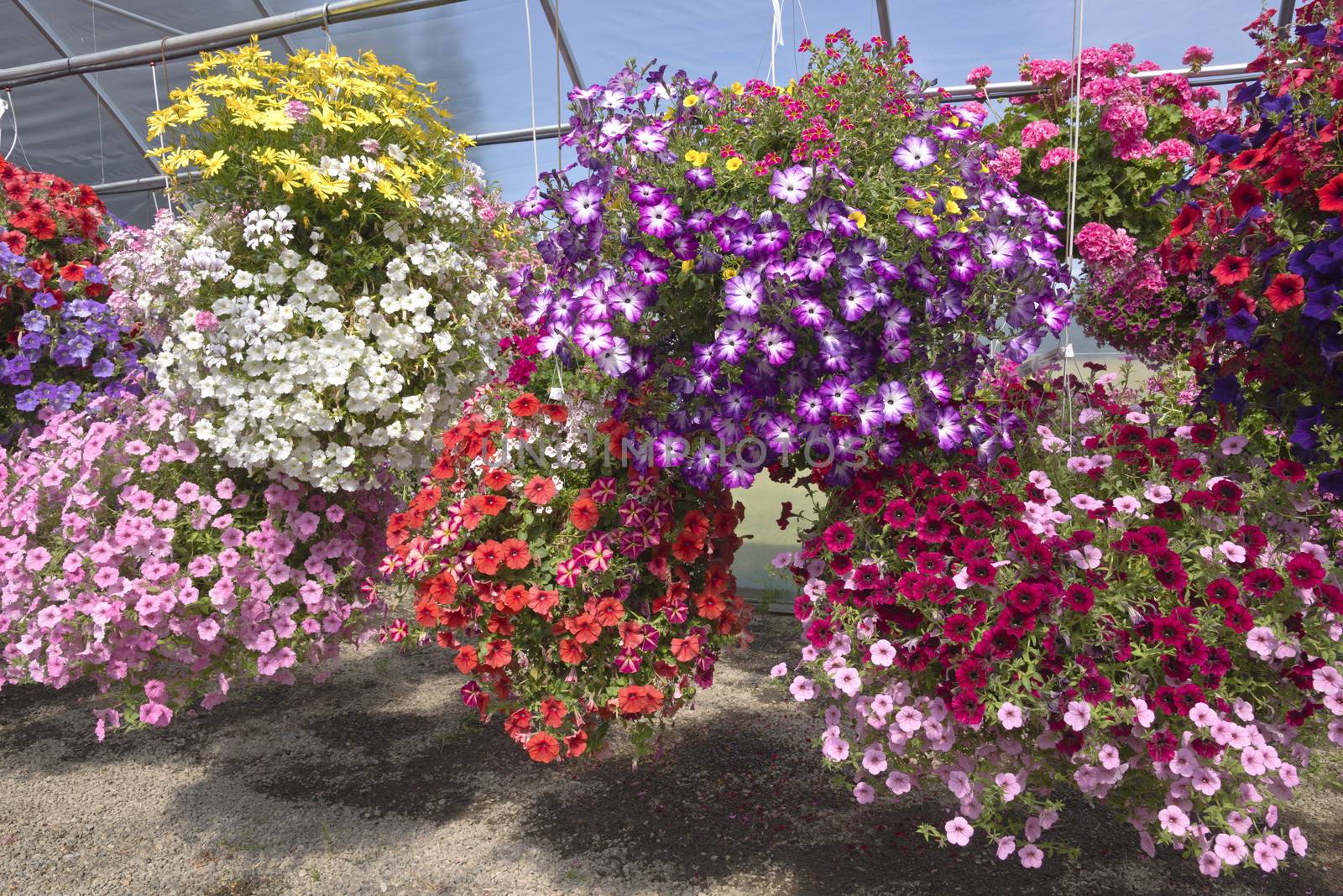 Display of Summer blooms in a farm and garden nursery Canby Oregon.