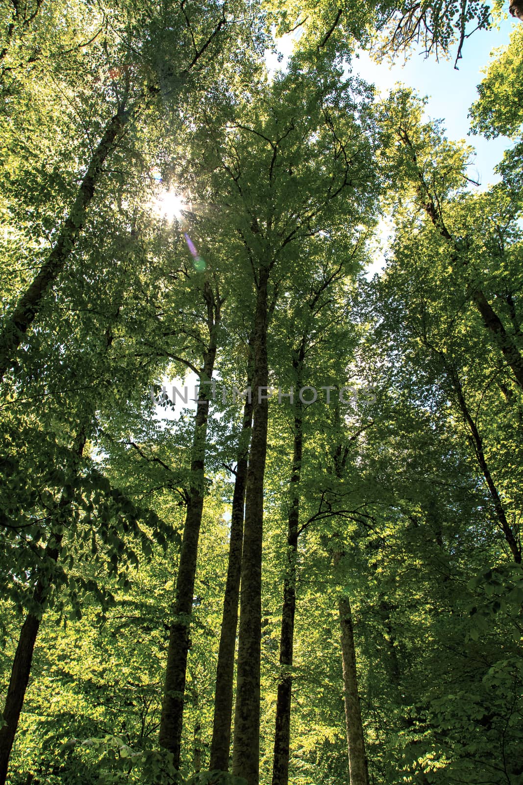 Bottom view of big tree trunks in forest, with the view of blue sunny sky above.