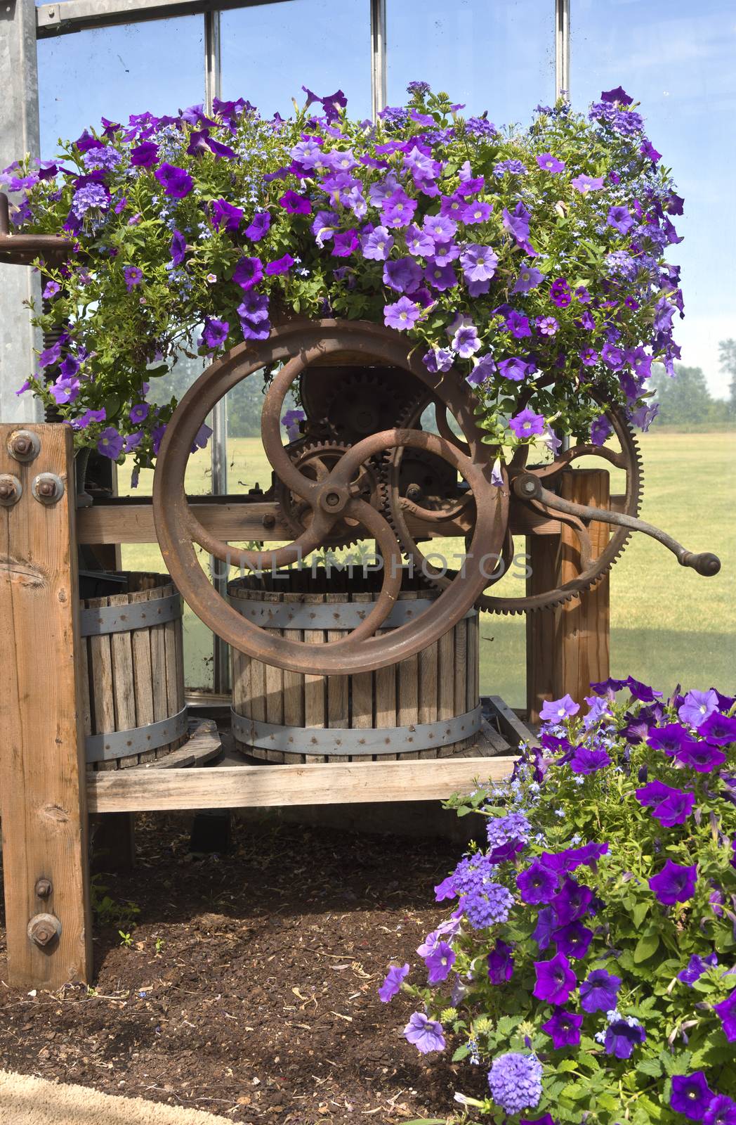 Display of Summer blooms in a farm and garden nursery Canby Oregon.